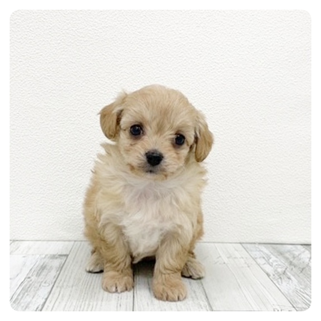 福岡県のチワプー/プーチー(チワワ×プードル) (犬の家＆猫の里シュロアモール筑紫野店/2025年11月10日生まれ/女の子/アプリコットホワイト)の子犬