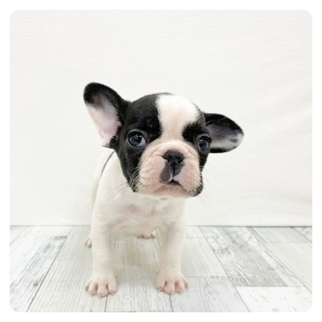 福岡県のフレンチブルドッグ (犬の家＆猫の里くりえいと宗像店/2025年11月10日生まれ/男の子/パイド)の子犬
