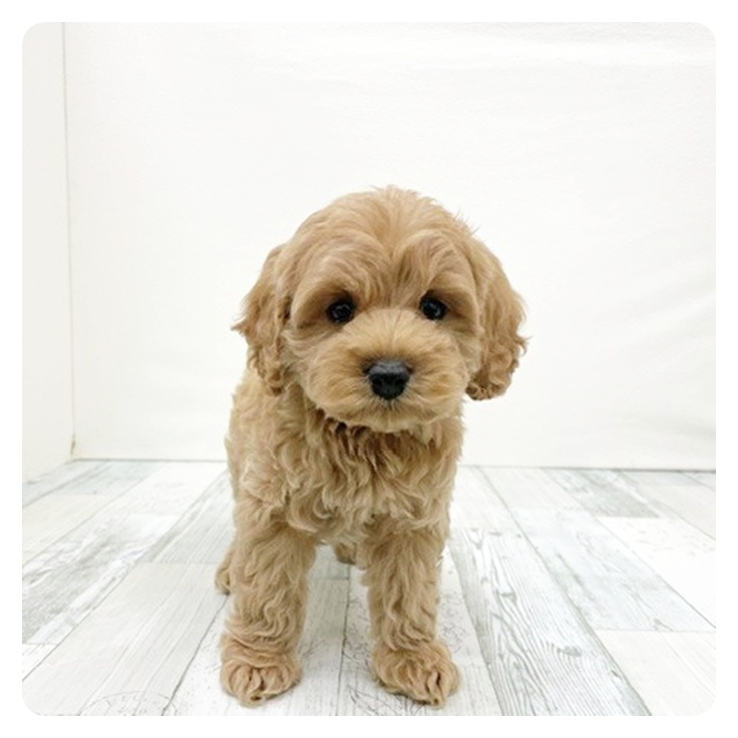 福岡県のコッカプー(アメリカンコッカースパニエル×プードル) (犬の家＆猫の里シュロアモール筑紫野店/2025年11月9日生まれ/男の子/アプリコット)の子犬