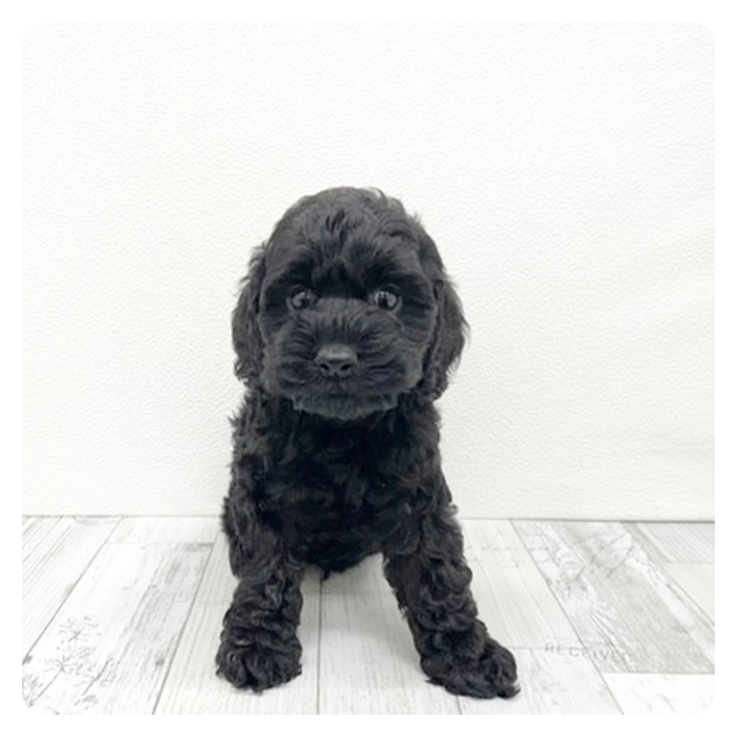 福岡県のコッカプー(アメリカンコッカースパニエル×プードル) (犬の家＆猫の里くりえいと宗像店/2025年11月9日生まれ/男の子/ブラック)の子犬