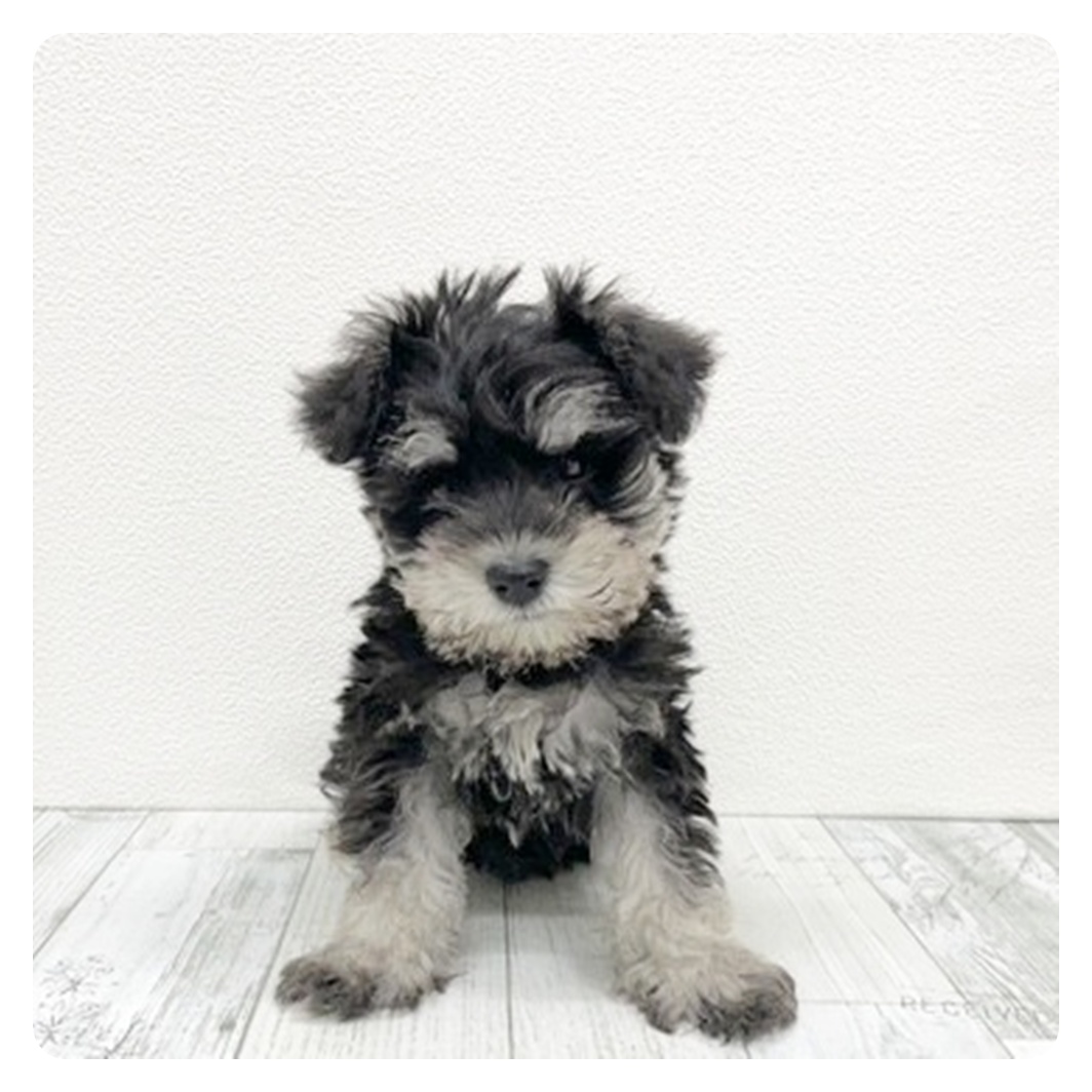 福岡県のミニチュアシュナウザー (犬の家＆猫の里トリアス久山店/2025年11月6日生まれ/女の子/ブラックシルバー)の子犬