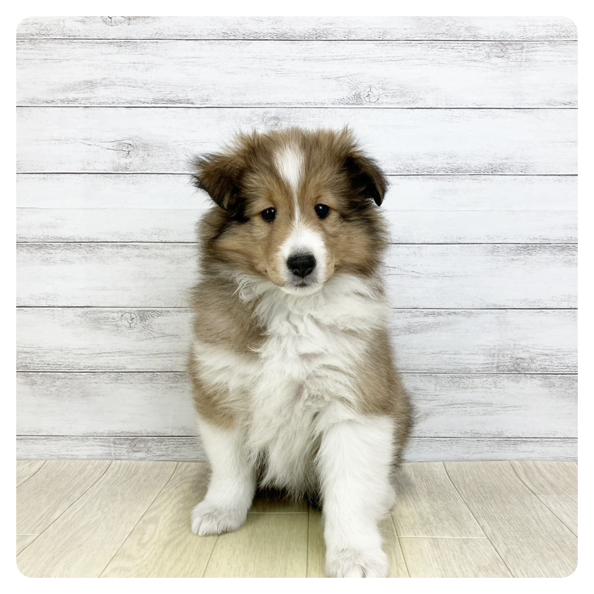 シェットランドシープドッグ女の子の写真