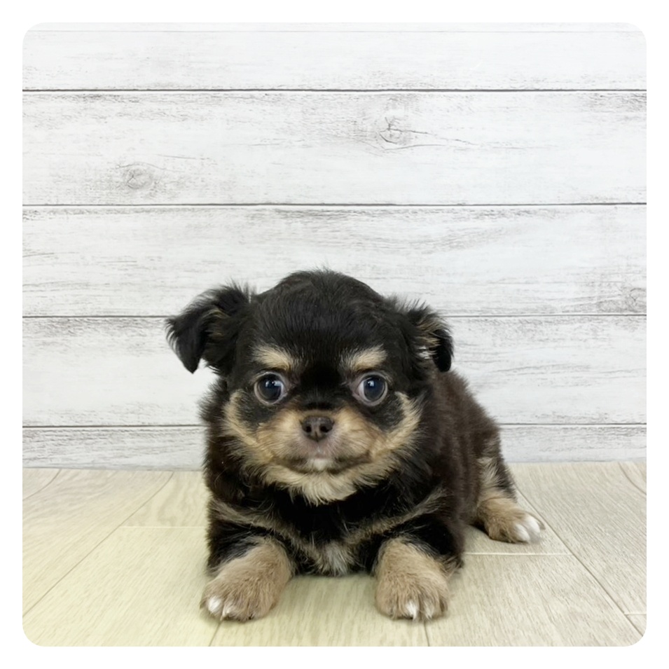 愛知県のチワワ(ロング) (犬の家＆猫の里春日井本店/2025年11月10日生まれ/男の子/ブラックタンホワイト)の子犬