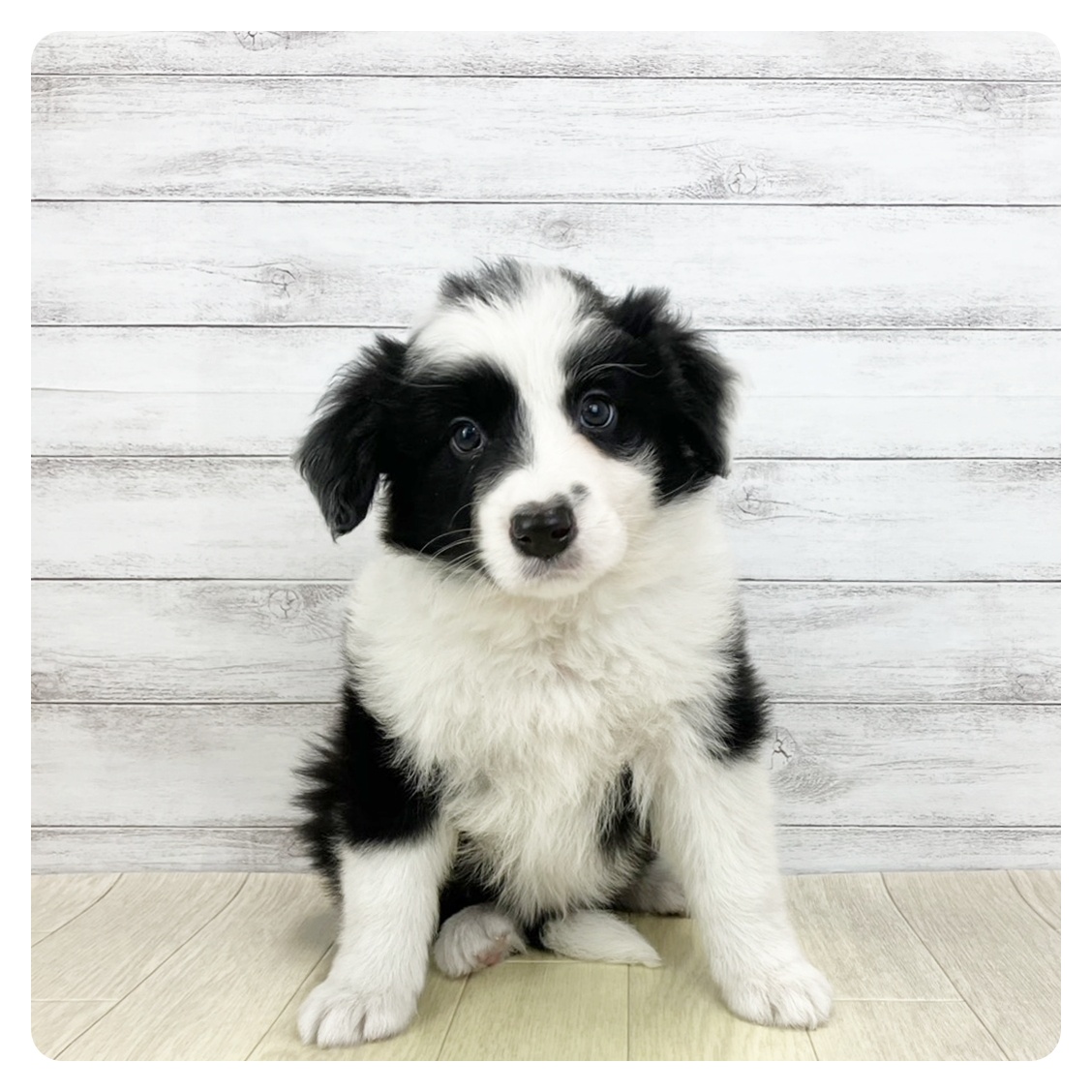 愛知県のボーダーコリー (犬の家＆猫の里春日井本店/2025年11月11日生まれ/男の子/ブラックホワイト)の子犬