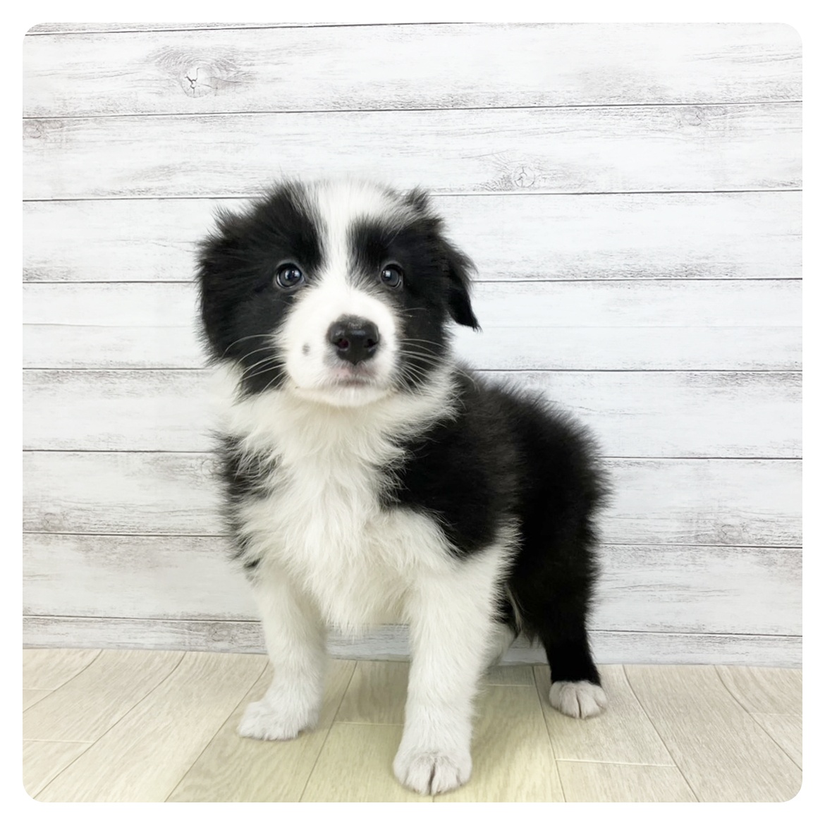 愛知県のボーダーコリー (犬の家＆猫の里春日井本店/2025年11月11日生まれ/男の子/ブラックホワイト)の子犬
