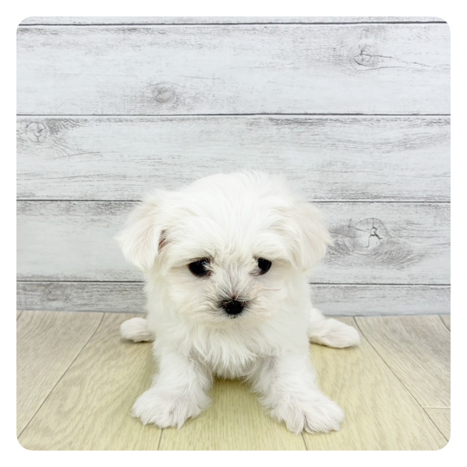 福井県のマルチーズ (犬の家＆猫の里アミーゴ福井大和田店/2025年11月11日生まれ/女の子/ホワイト)の子犬