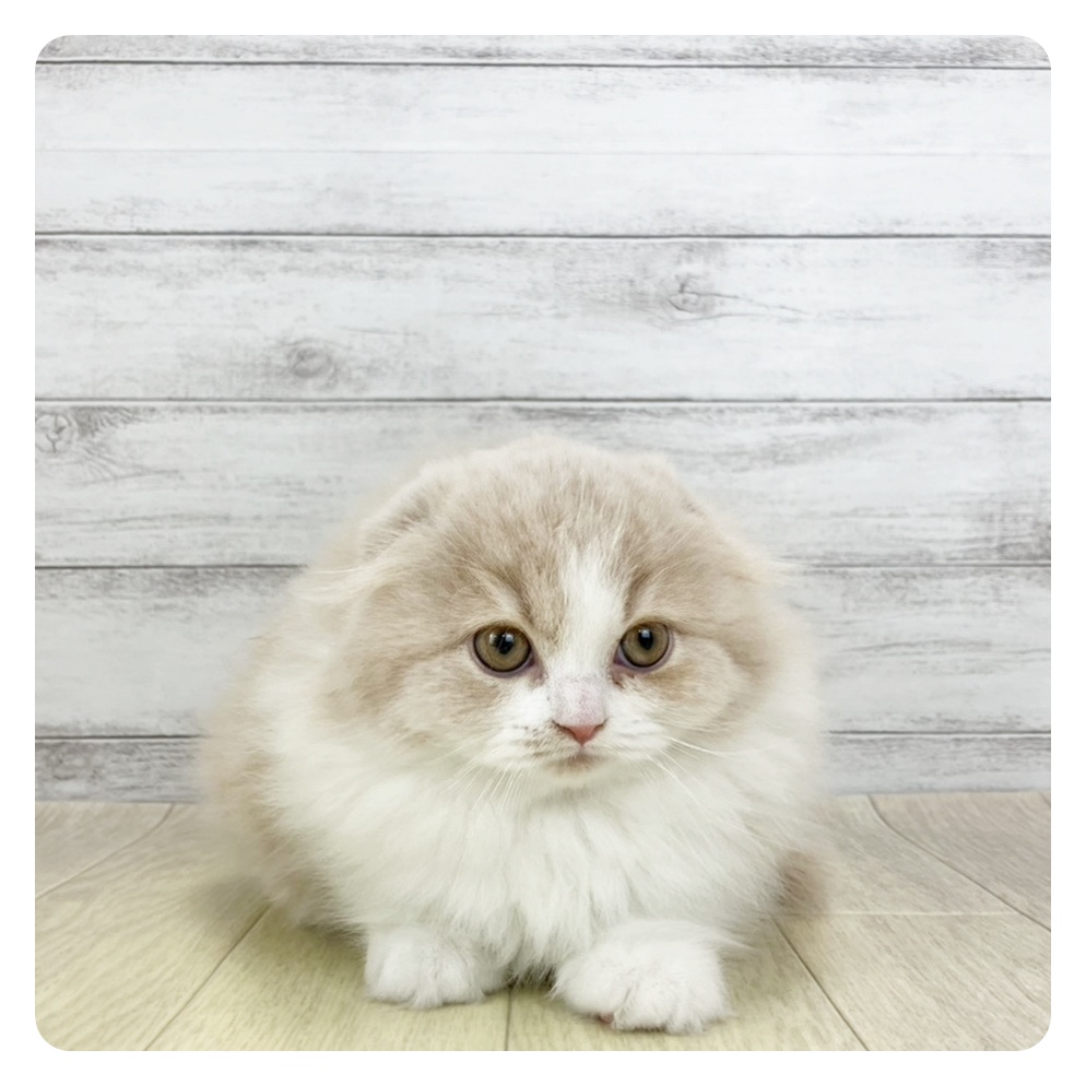 岡山県のスコティッシュフォールド (犬の家＆猫の里倉敷中庄店/2025年11月5日生まれ/女の子/クリームタビーホワイト)の子猫の2枚目の画像