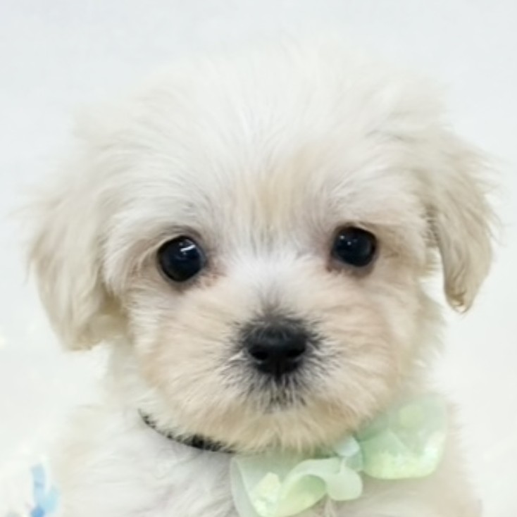 愛知県のマルプー(マルチーズ×プードル) (犬の家＆猫の里MEGAドン・キホーテ東海名和店/2025年11月10日生まれ/女の子/クリーム)の子犬