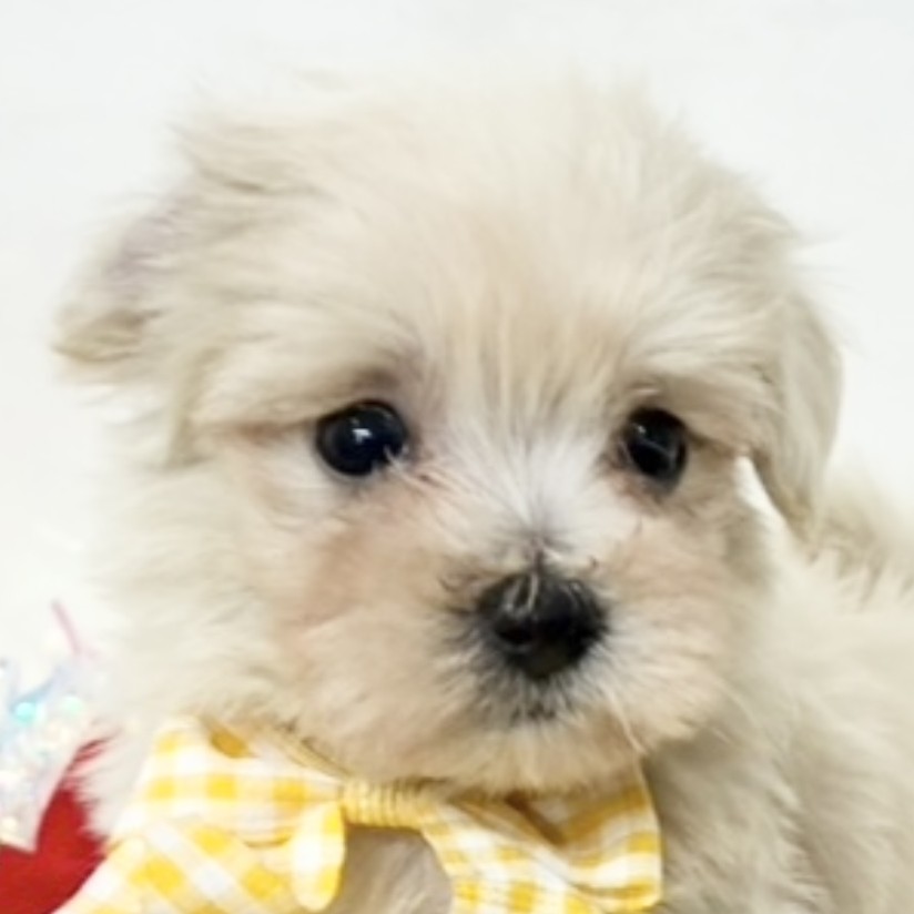 大阪府のマルプー(マルチーズ×プードル) (犬の家＆猫の里そよら東岸和田店/2025年11月10日生まれ/男の子/クリーム)の子犬