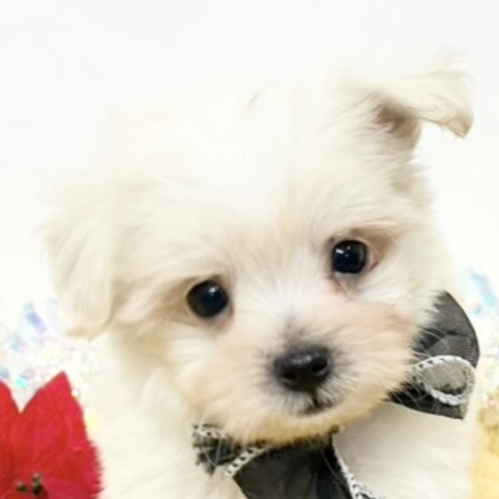 兵庫県のマルプー(マルチーズ×プードル) (犬の家＆猫の里ゆめタウン姫路店/2025年11月10日生まれ/男の子/クリーム)の子犬