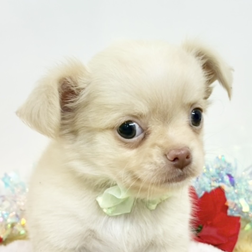 兵庫県のチワワ(ロング) (犬の家＆猫の里尼崎店/2025年11月12日生まれ/男の子/クリームホワイト)の子犬