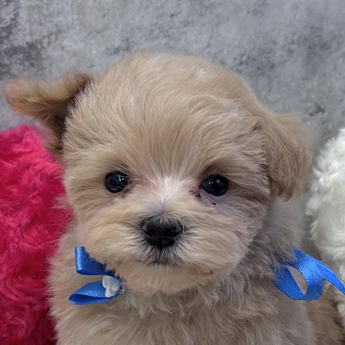 愛知県のマルプー(マルチーズ×プードル) (犬の家＆猫の里名古屋天白店/2025年11月12日生まれ/男の子/アプリコット)の子犬の1枚目の画像