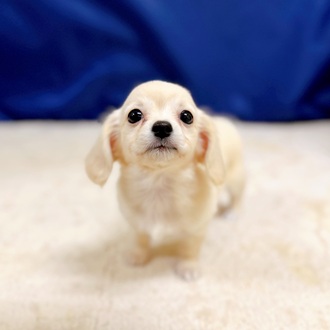 愛知県のチワックス(チワワ×ダックス) (犬の家＆猫の里一宮店/2025年11月11日生まれ/女の子/クリーム)の子犬の1枚目の画像