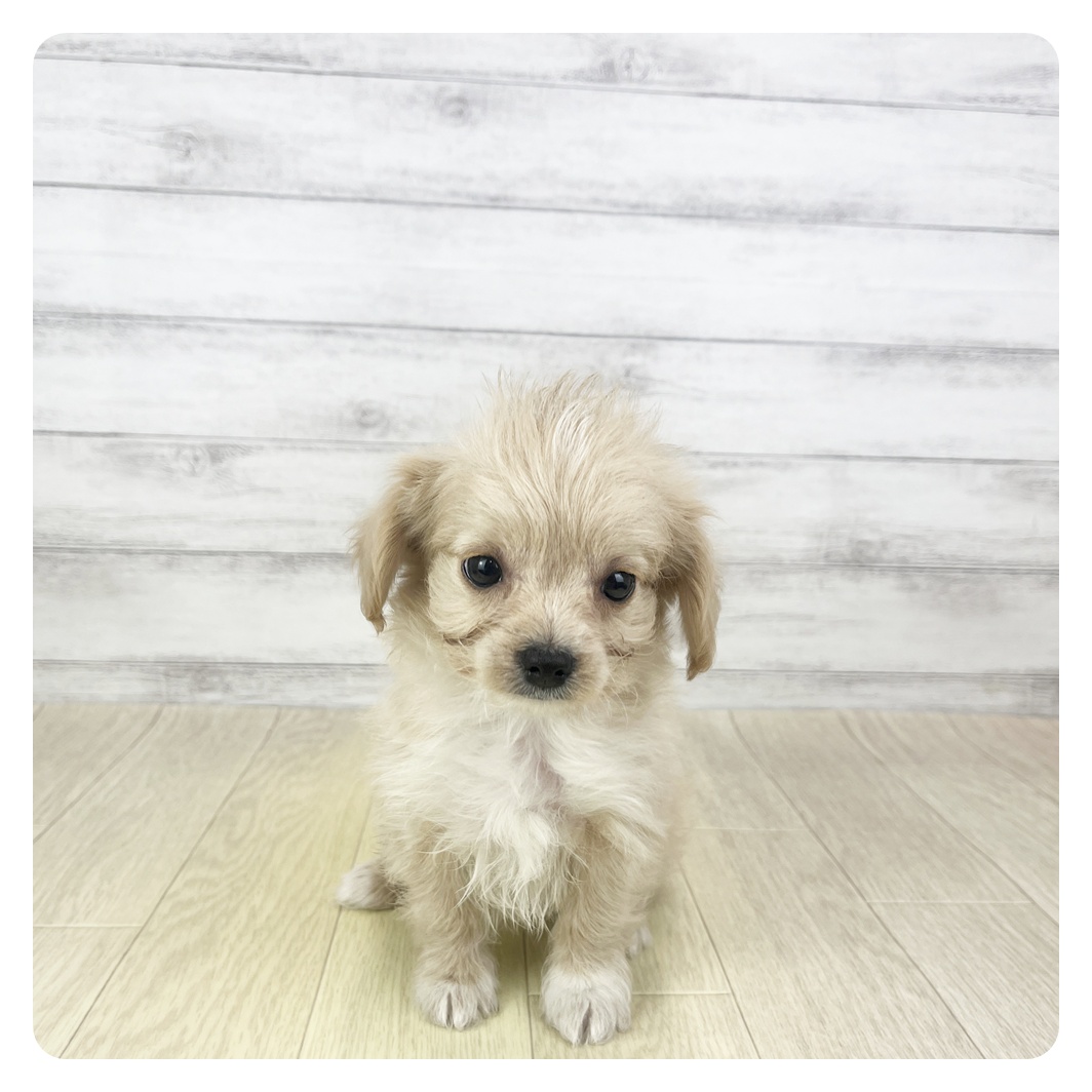 愛知県のチワプー/プーチー(チワワ×プードル) (犬の家＆猫の里エアポートウォーク店/2025年11月7日生まれ/男の子/クリーム)の子犬の2枚目の画像