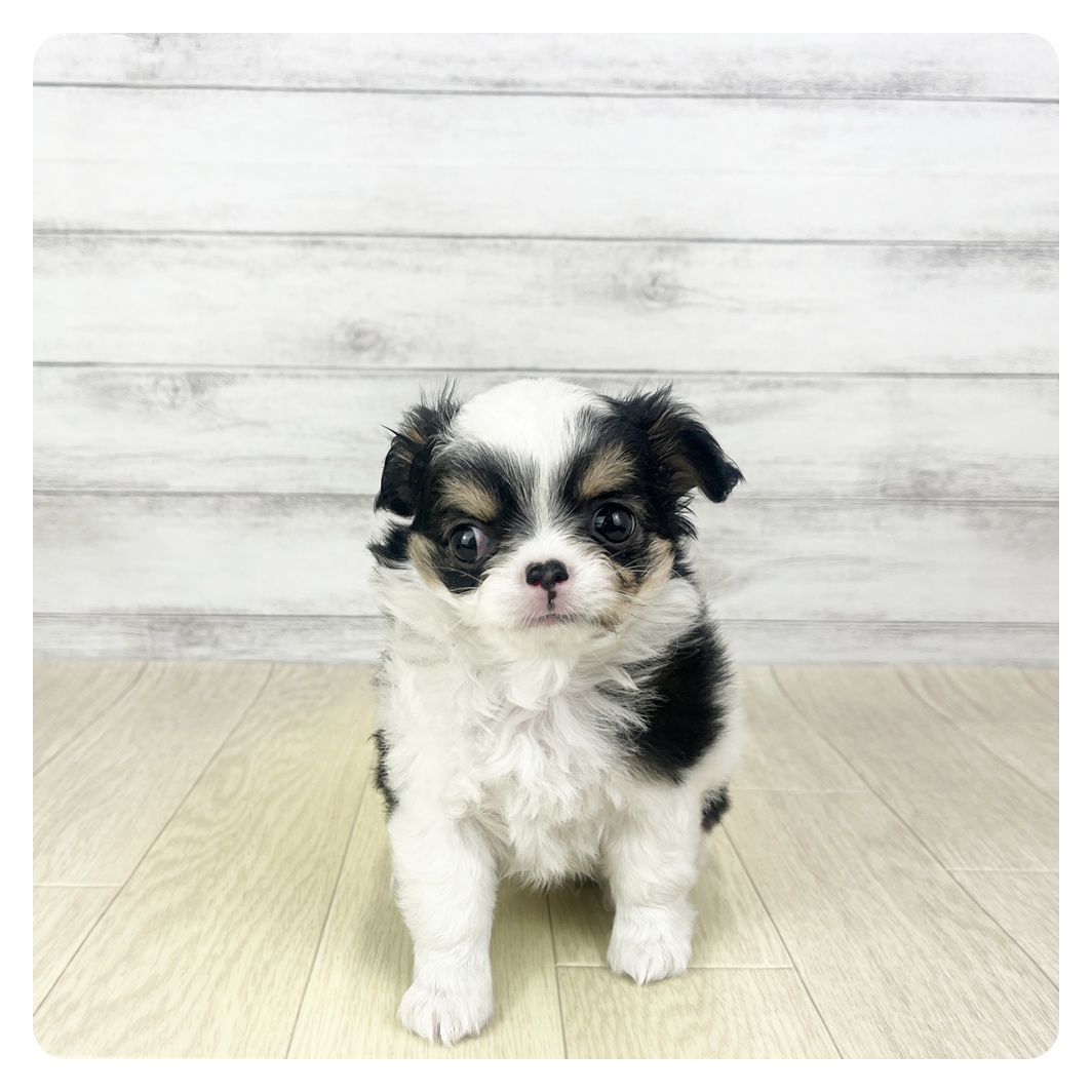 愛知県のチワワ(ロング) (犬の家＆猫の里MiO香久山店/2025年11月12日生まれ/女の子/ホワイトブラックタン)の子犬の2枚目の画像