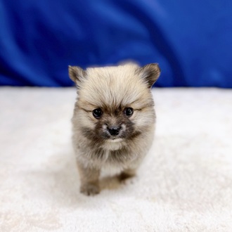 愛知県のポメチワ/チワポメ/ポメチー(ポメラニアン×チワワ) (犬の家＆猫の里一宮店/2025年11月12日生まれ/女の子/オレンジ)の子犬