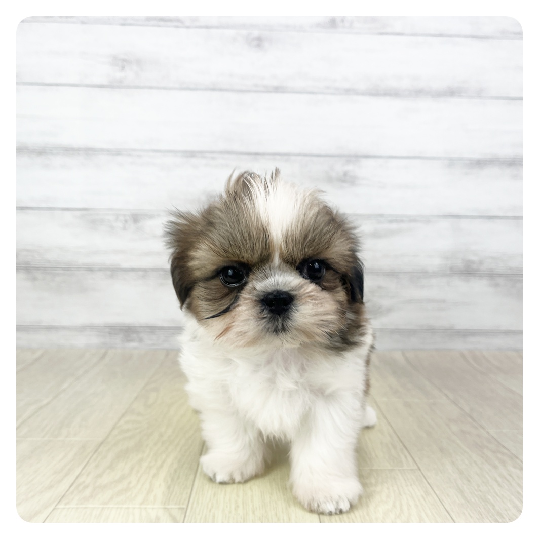 愛知県のシーズー (犬の家＆猫の里一宮店/2025年11月11日生まれ/女の子/ゴールドホワイト)の子犬