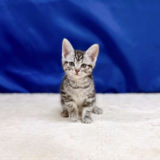 愛知県のアメリカンショートヘアー (犬の家＆猫の里一宮店/2025年11月10日生まれ/女の子/シルバータビー)の子猫