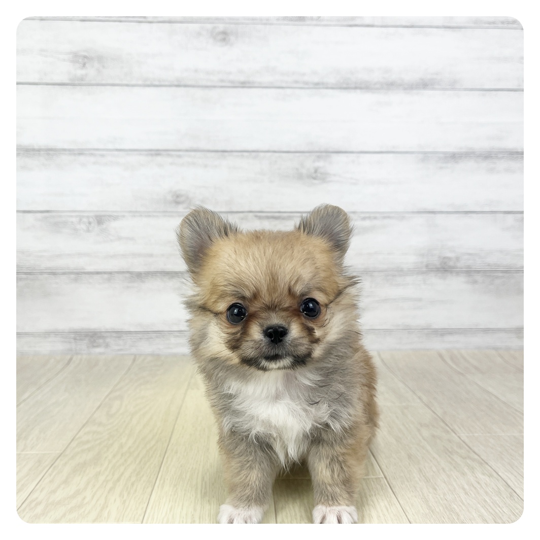 愛知県のチワワ(ロング) (犬の家＆猫の里一宮店/2025年11月12日生まれ/男の子/レッド)の子犬