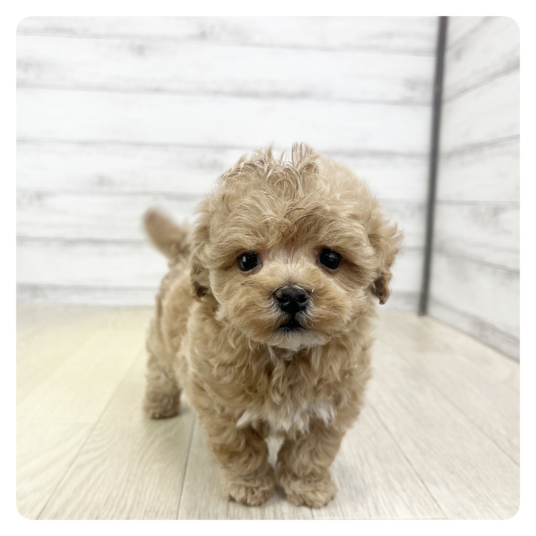 愛知県のマルプー(マルチーズ×プードル) (犬の家＆猫の里春日井本店/2025年11月12日生まれ/男の子/アプリコット)の子犬の2枚目の画像