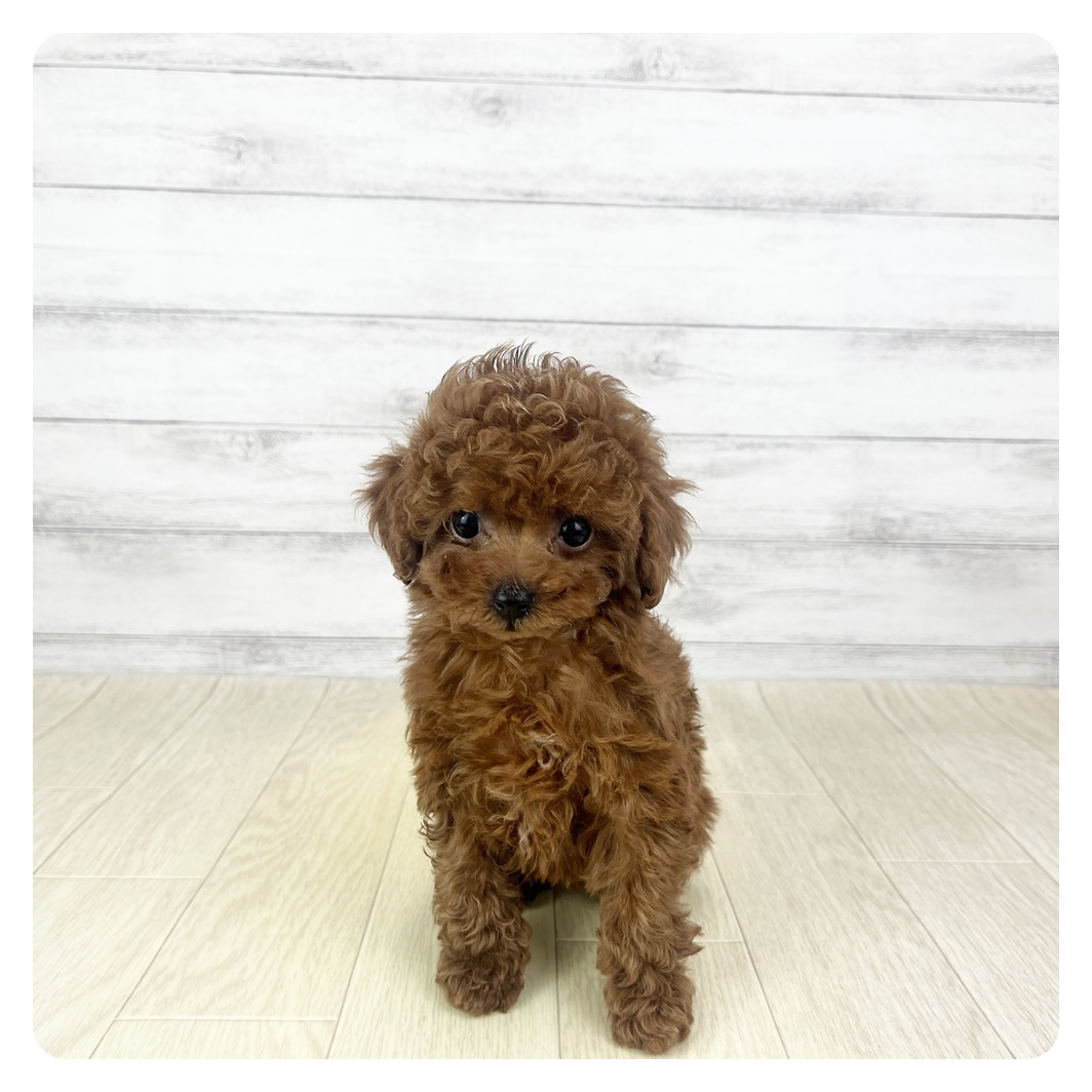 愛知県のトイプードル(タイニー) (犬の家＆猫の里アミーゴ神の倉店/2025年11月10日生まれ/女の子/レッドフォーン)の子犬の4枚目の画像