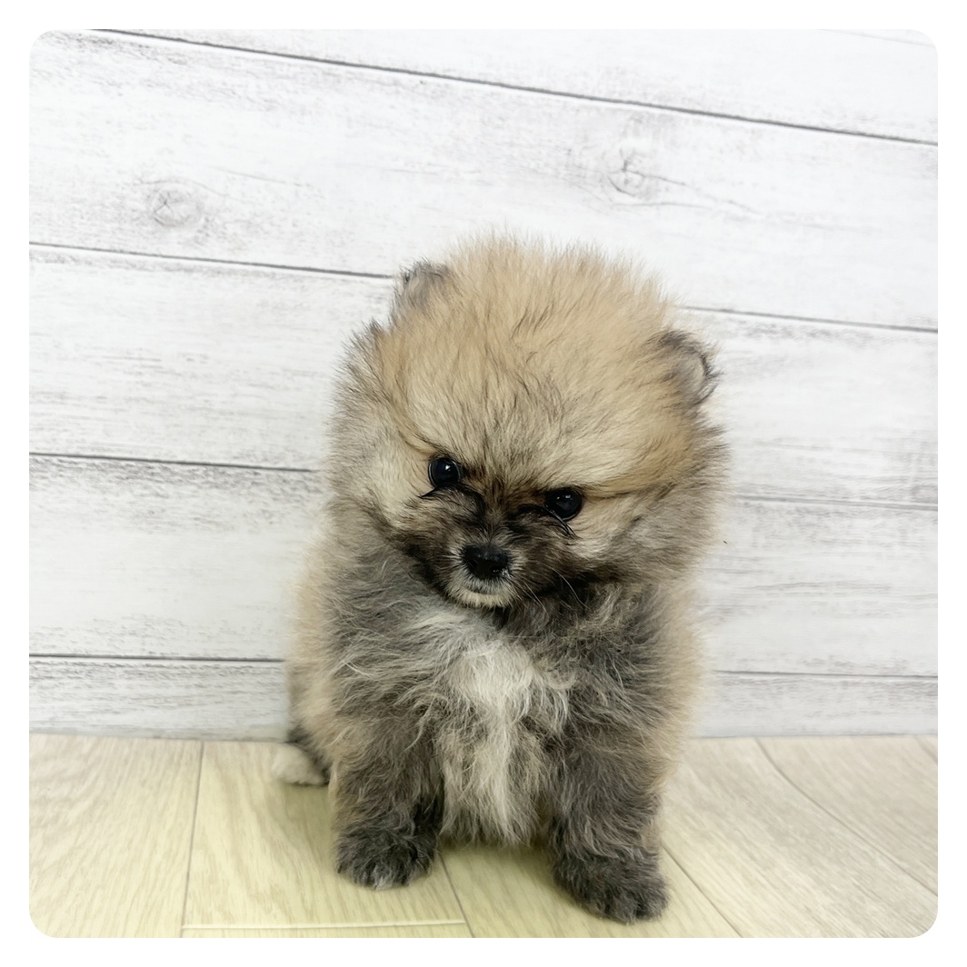 愛知県のポメラニアン (犬の家＆猫の里MiO香久山店/2025年11月11日生まれ/男の子/オレンジセーブル)の子犬