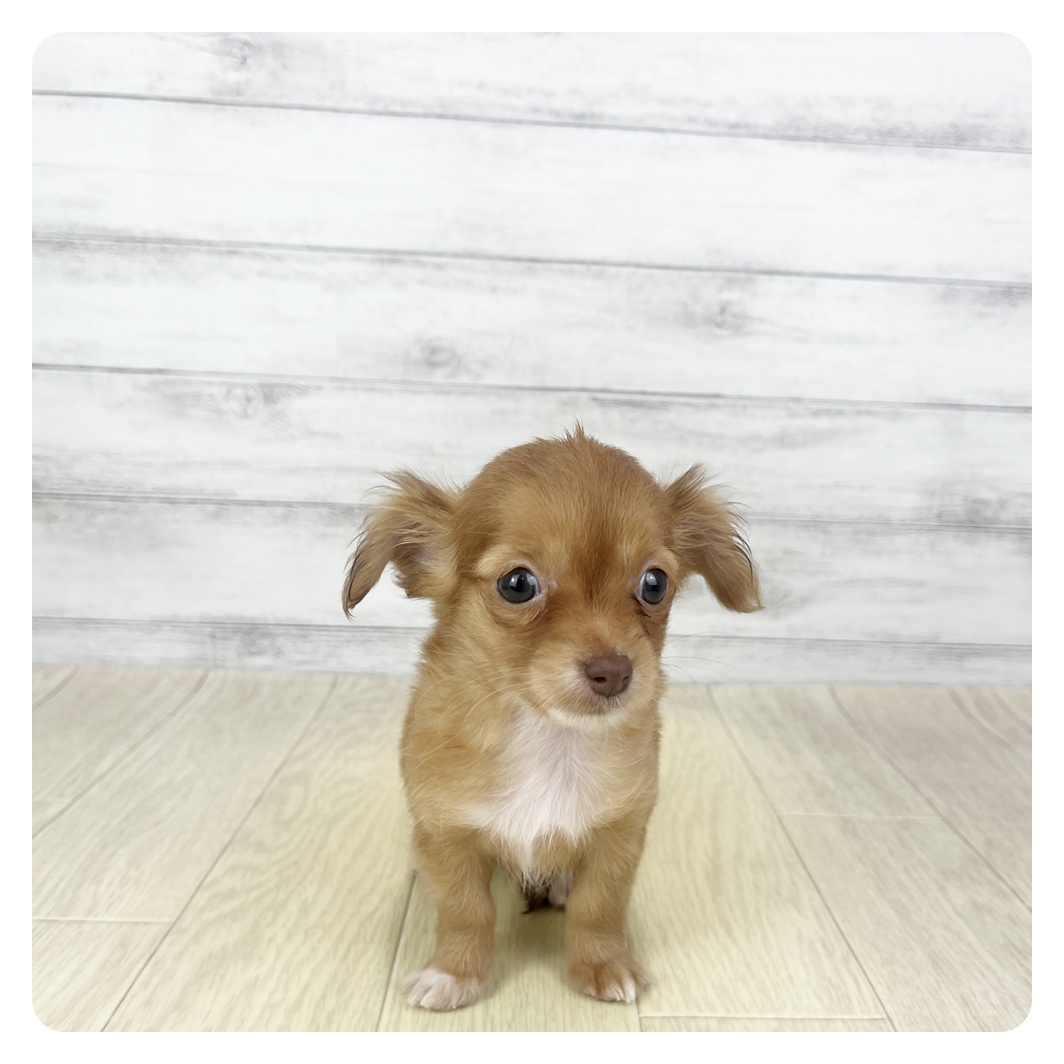 愛知県のチワックス(チワワ×ダックス) (犬の家＆猫の里MiO香久山店/2025年11月12日生まれ/女の子/レッド)の子犬の2枚目の画像