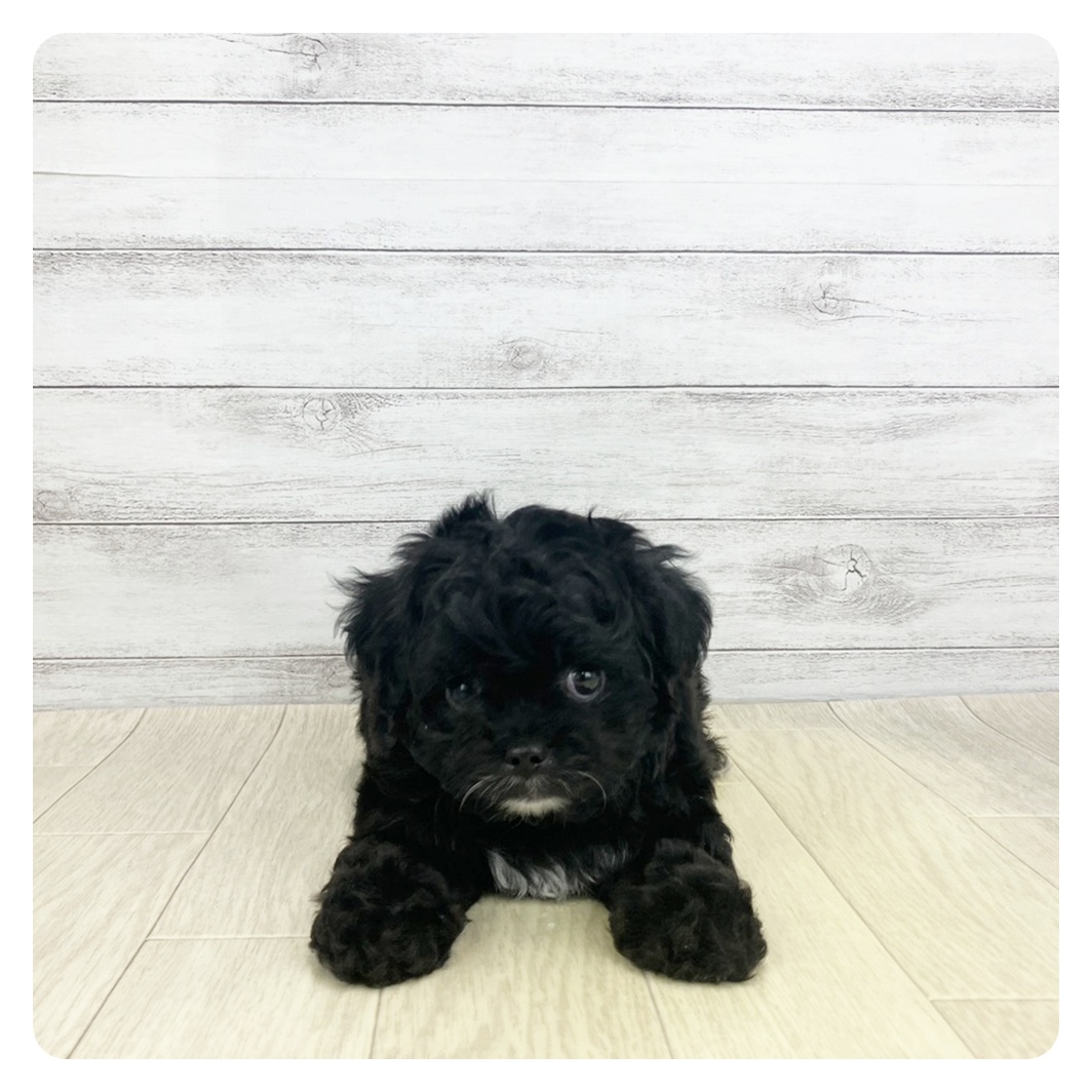 愛知県のチワプー/プーチー(チワワ×プードル) (犬の家＆猫の里碧南店/2025年11月8日生まれ/男の子/ブラック)の子犬の2枚目の画像