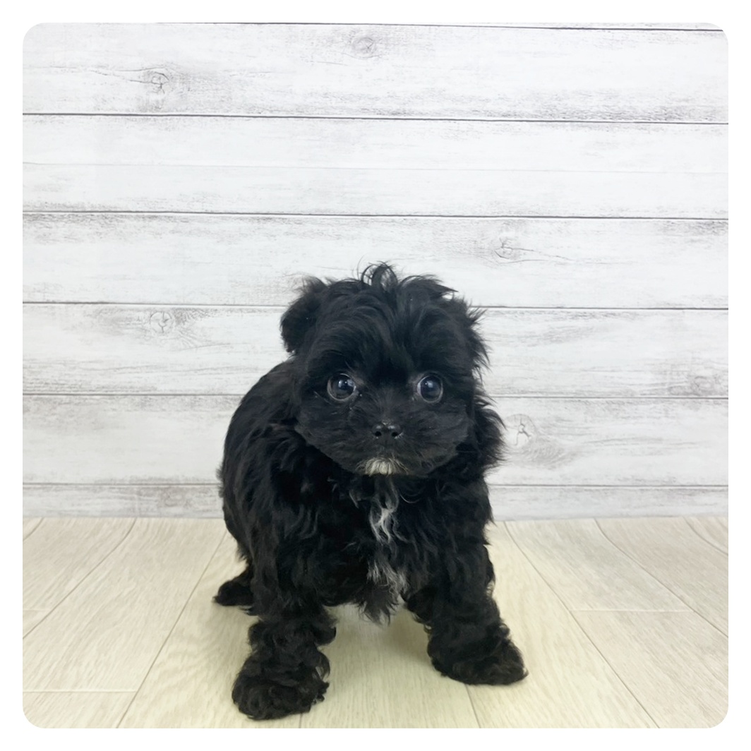 愛知県のチワプー/プーチー(チワワ×プードル) (犬の家＆猫の里一宮店/2025年11月8日生まれ/女の子/ブラック)の子犬
