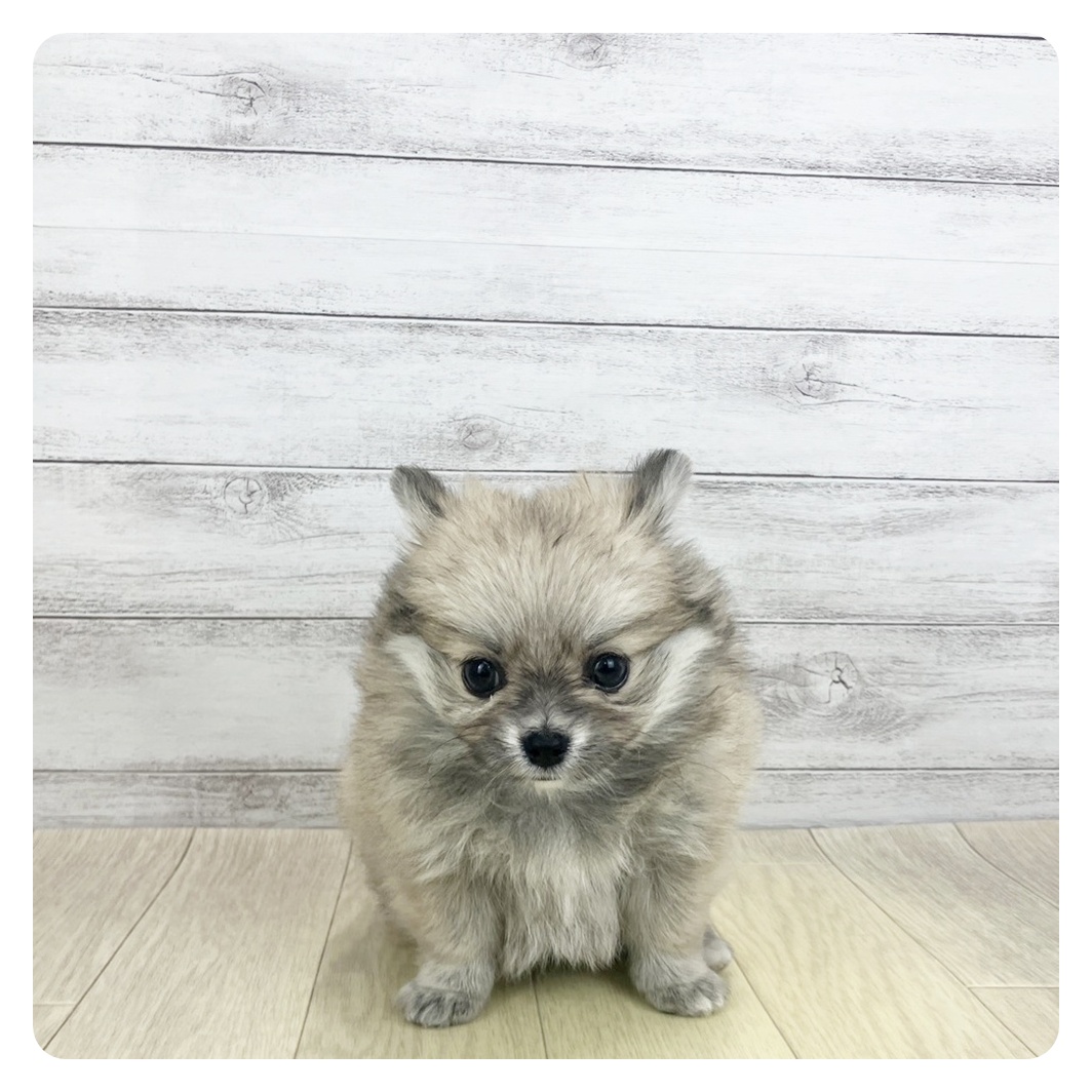 ハーフ犬女の子の写真