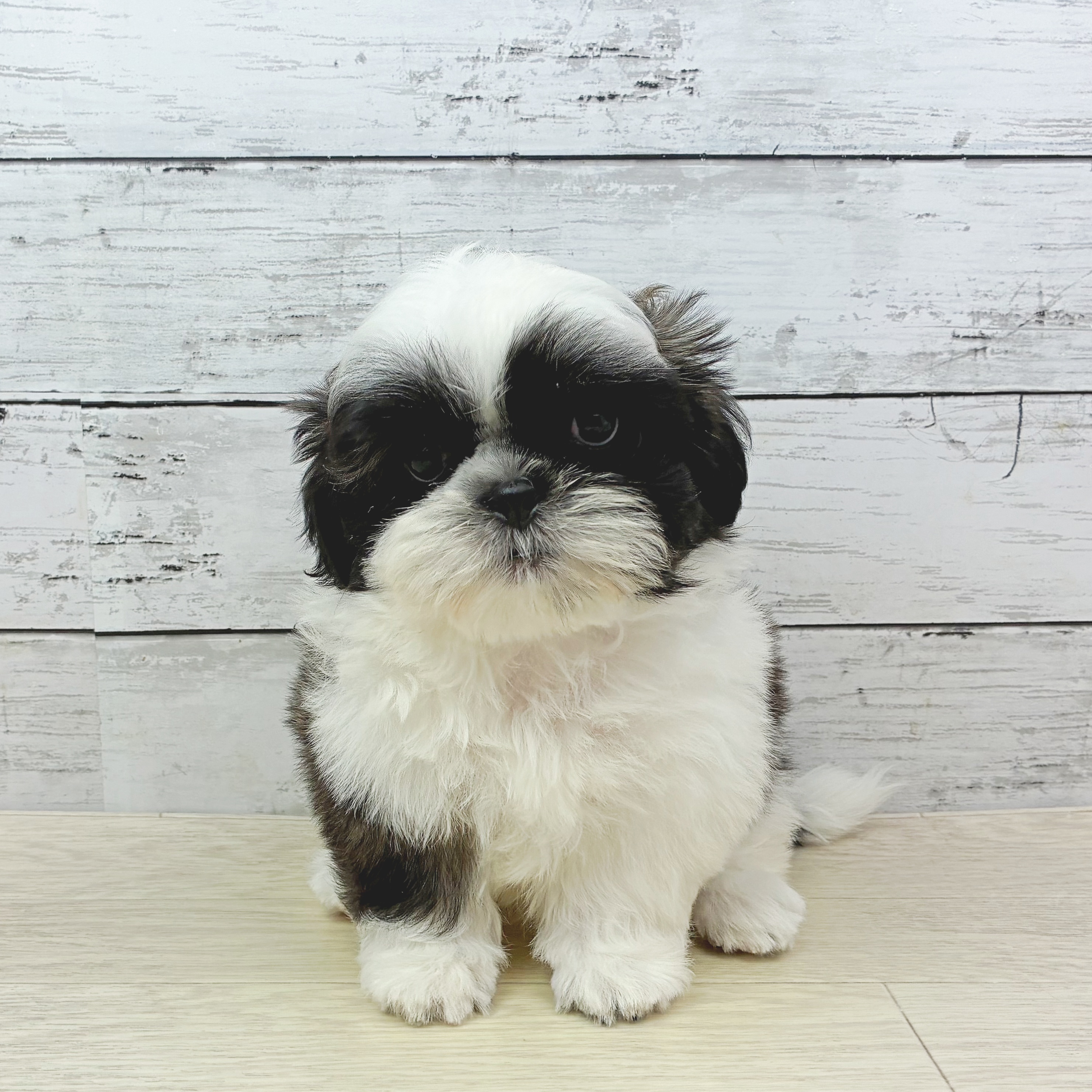 兵庫県のシーズー (犬の家＆猫の里神戸店/2025年11月10日生まれ/男の子/ホワイトゴールド)の子犬