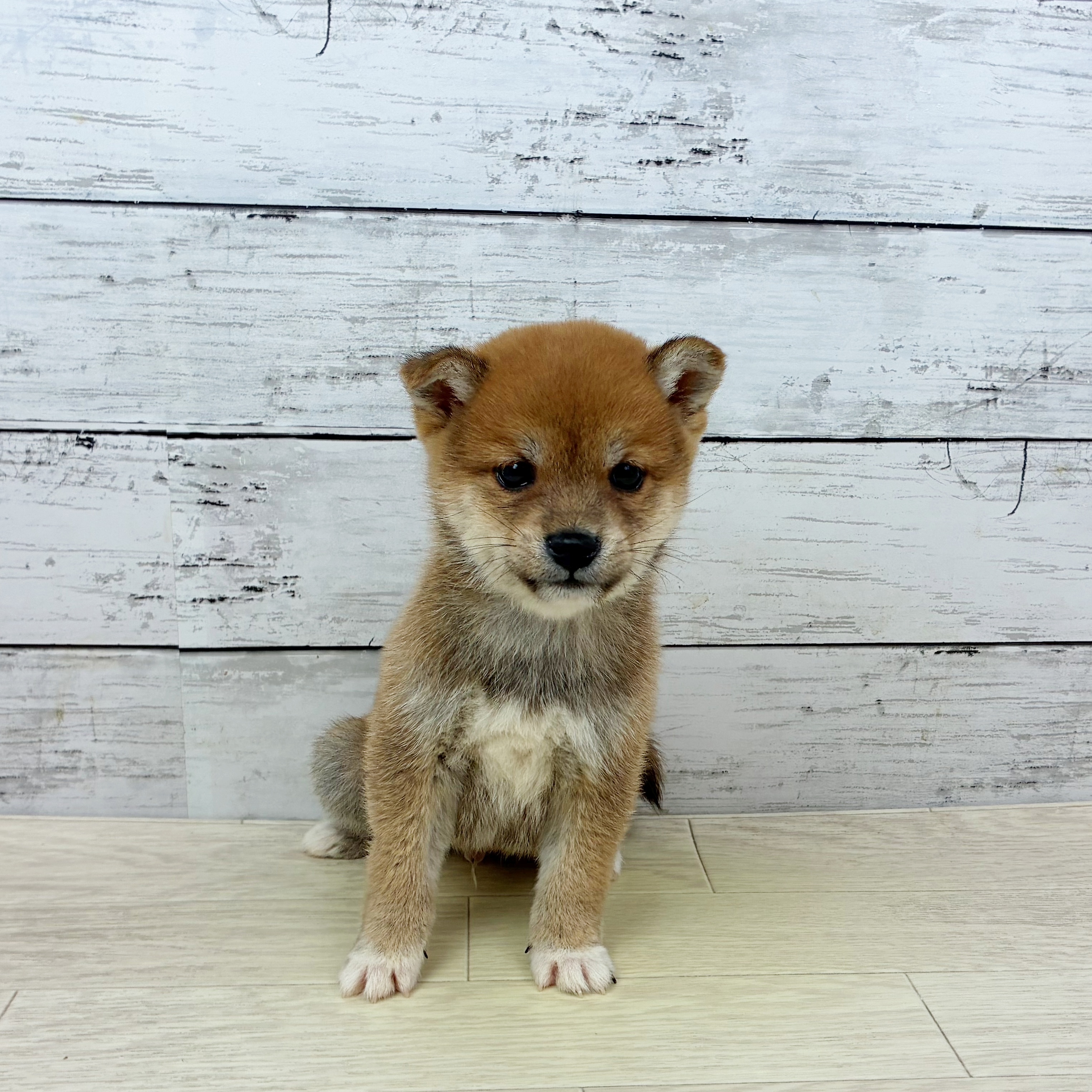 兵庫県の豆柴 (犬の家＆猫の里ゆめタウン姫路店/2025年11月12日生まれ/男の子/赤)の子犬