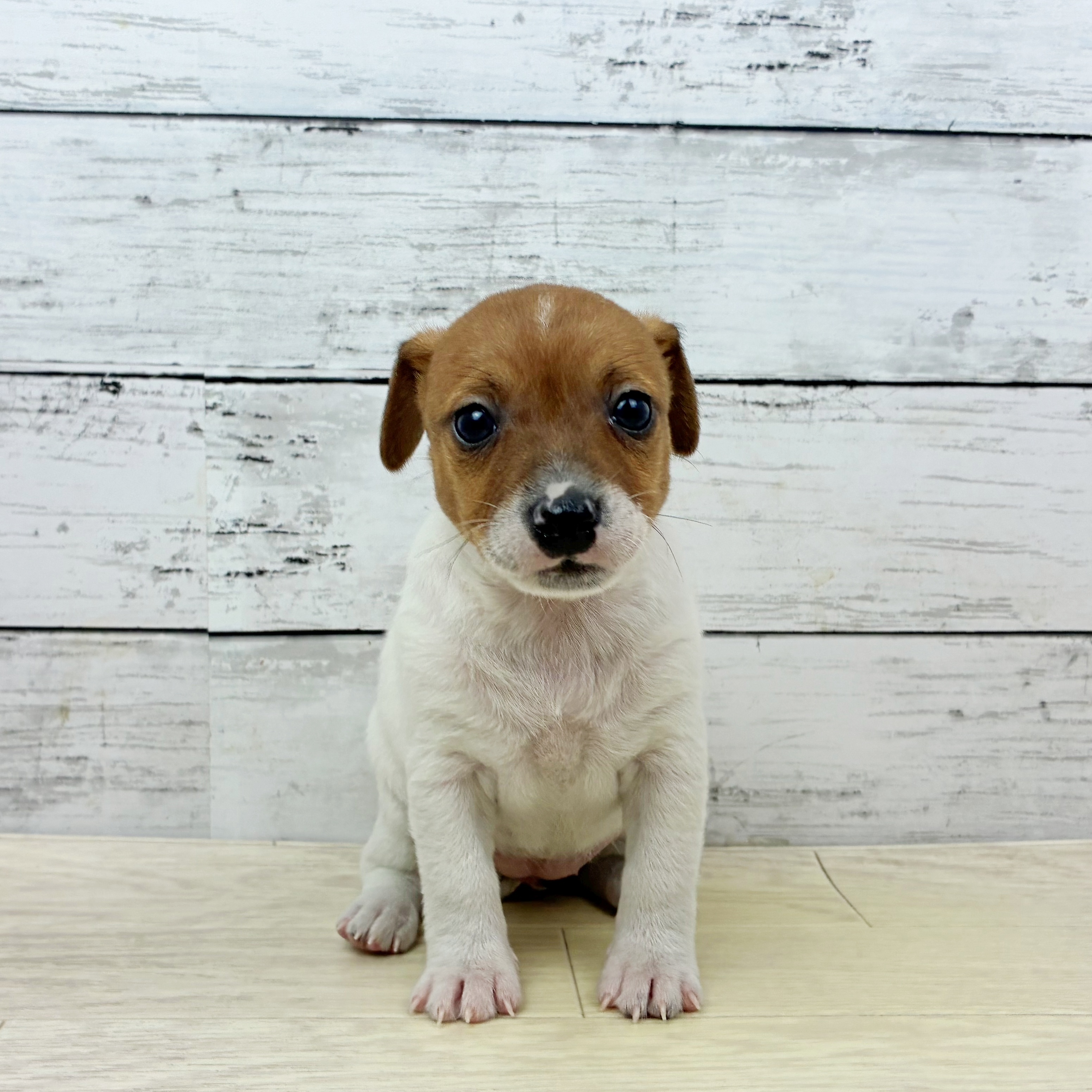 兵庫県のジャックラッセルテリア (犬の家＆猫の里ゆめタウン姫路店/2025年11月10日生まれ/女の子/タンホワイト)の子犬