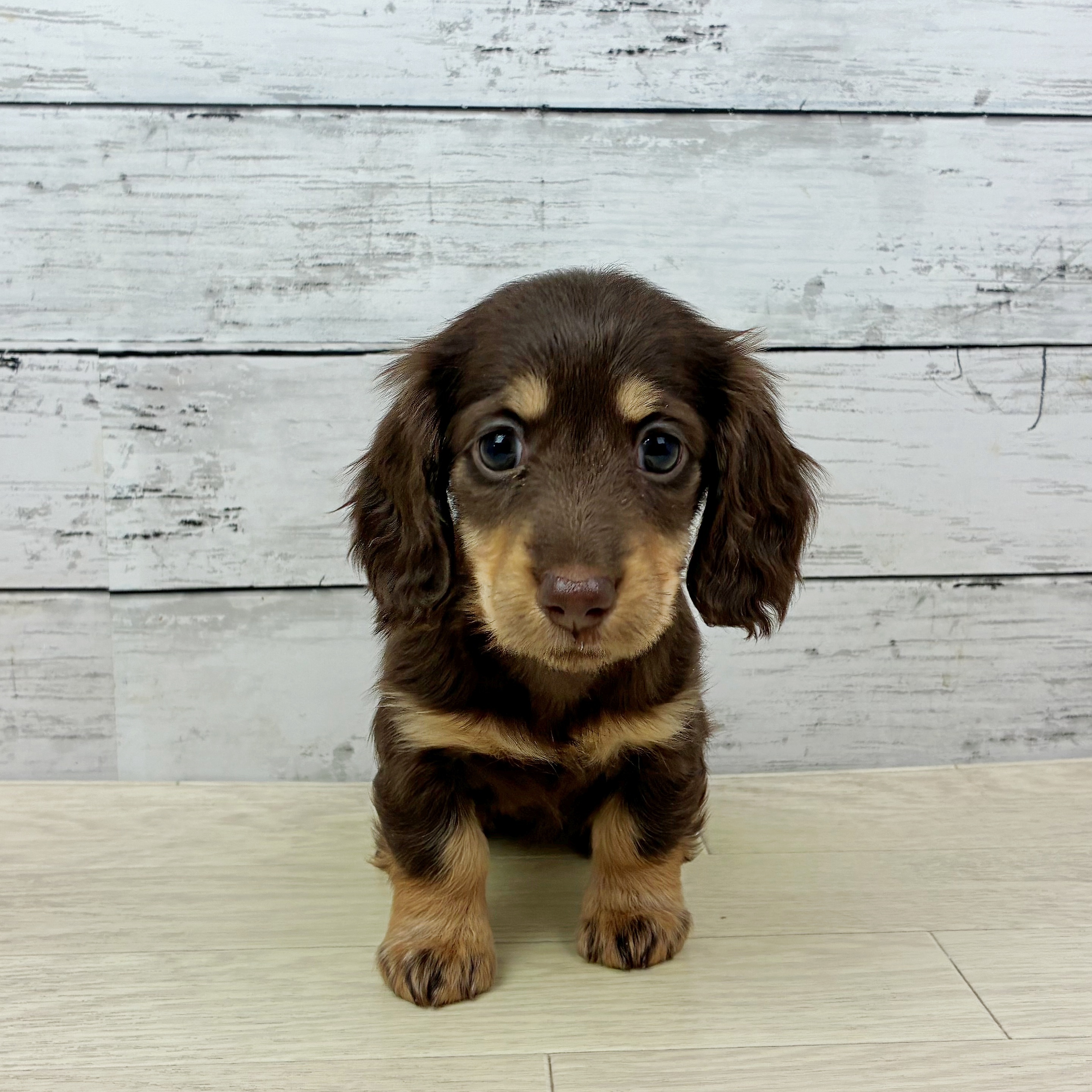 兵庫県のミニチュアダックスフンド(ロング) (犬の家＆猫の里川西店/2025年11月10日生まれ/女の子/ブラウンタン)の子犬