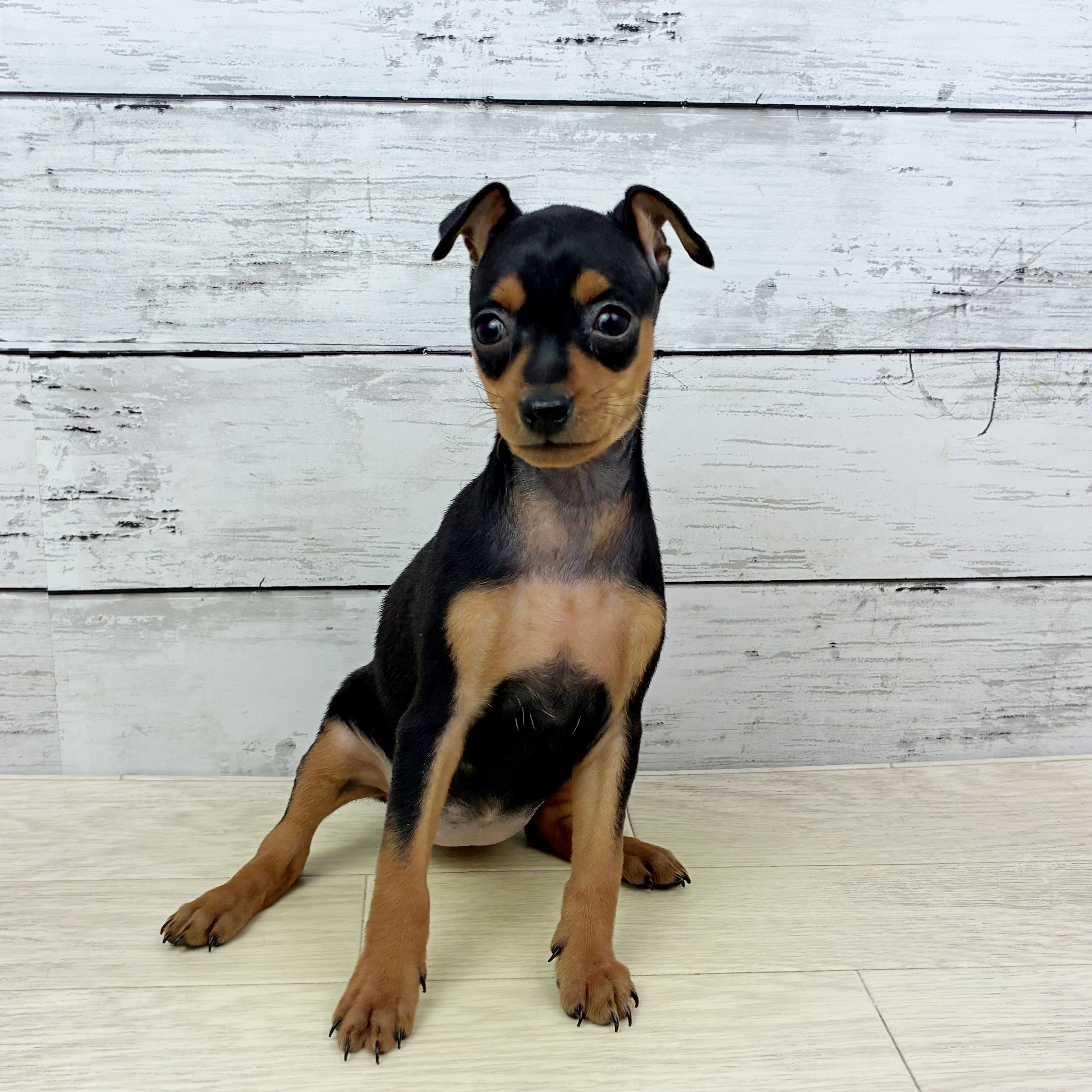 兵庫県のミニチュアピンシャー (犬の家＆猫の里川西店/2025年11月9日生まれ/女の子/ブラックタン)の子犬