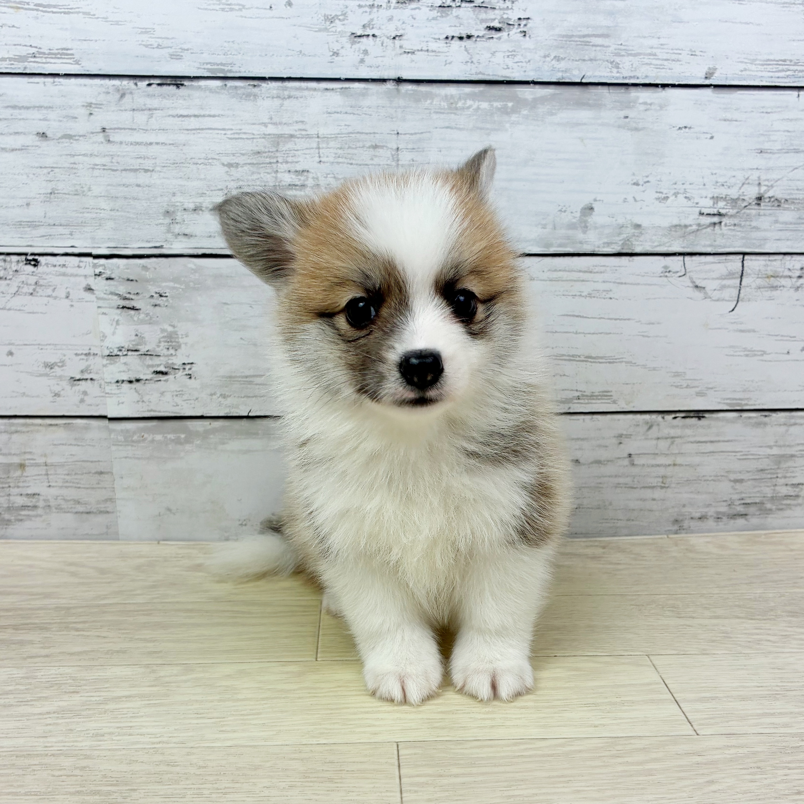 兵庫県のポメコーギー(ポメラニアン×コーギー) (犬の家＆猫の里川西店/2025年11月9日生まれ/男の子/レッドホワイト)の子犬