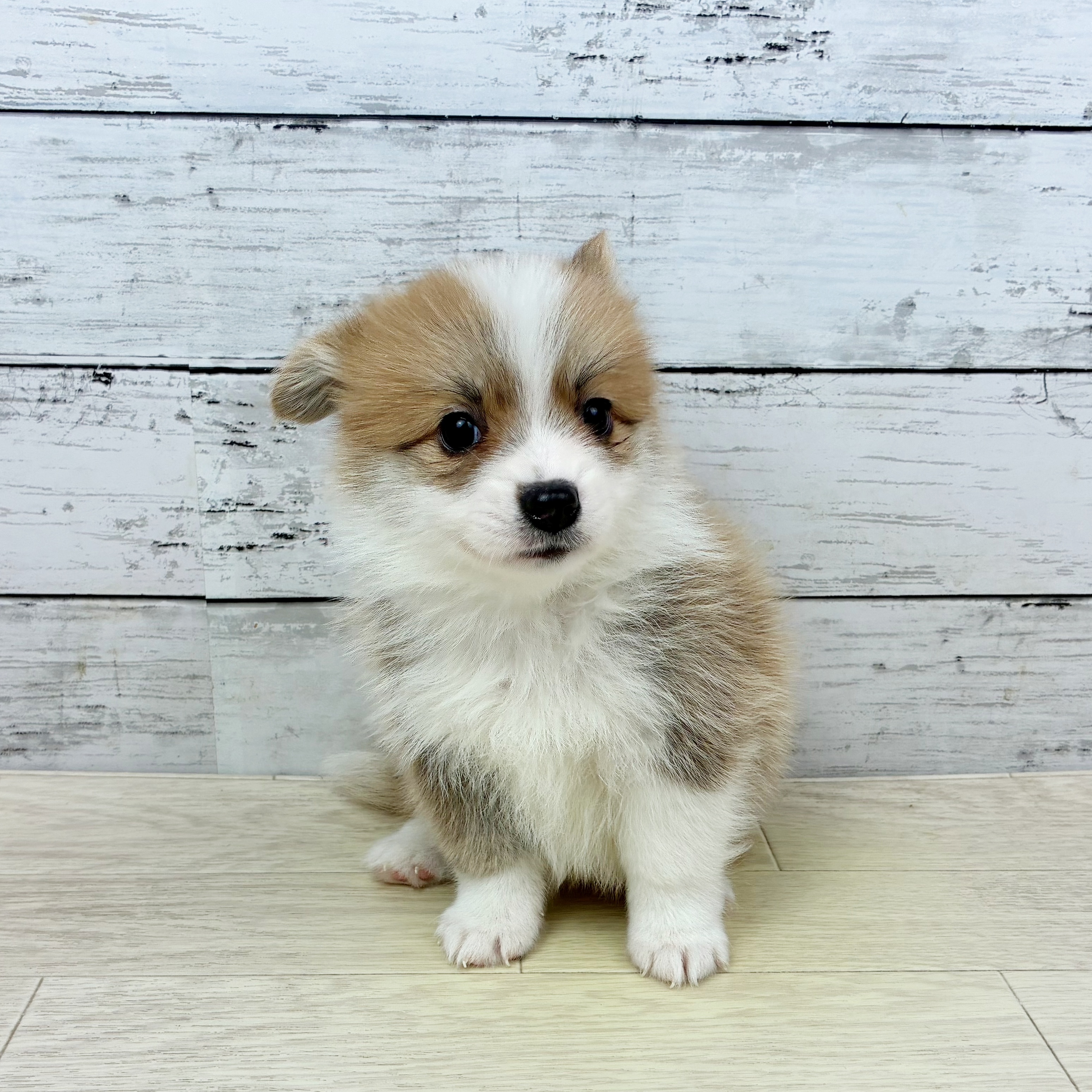 ハーフ犬男の子の写真