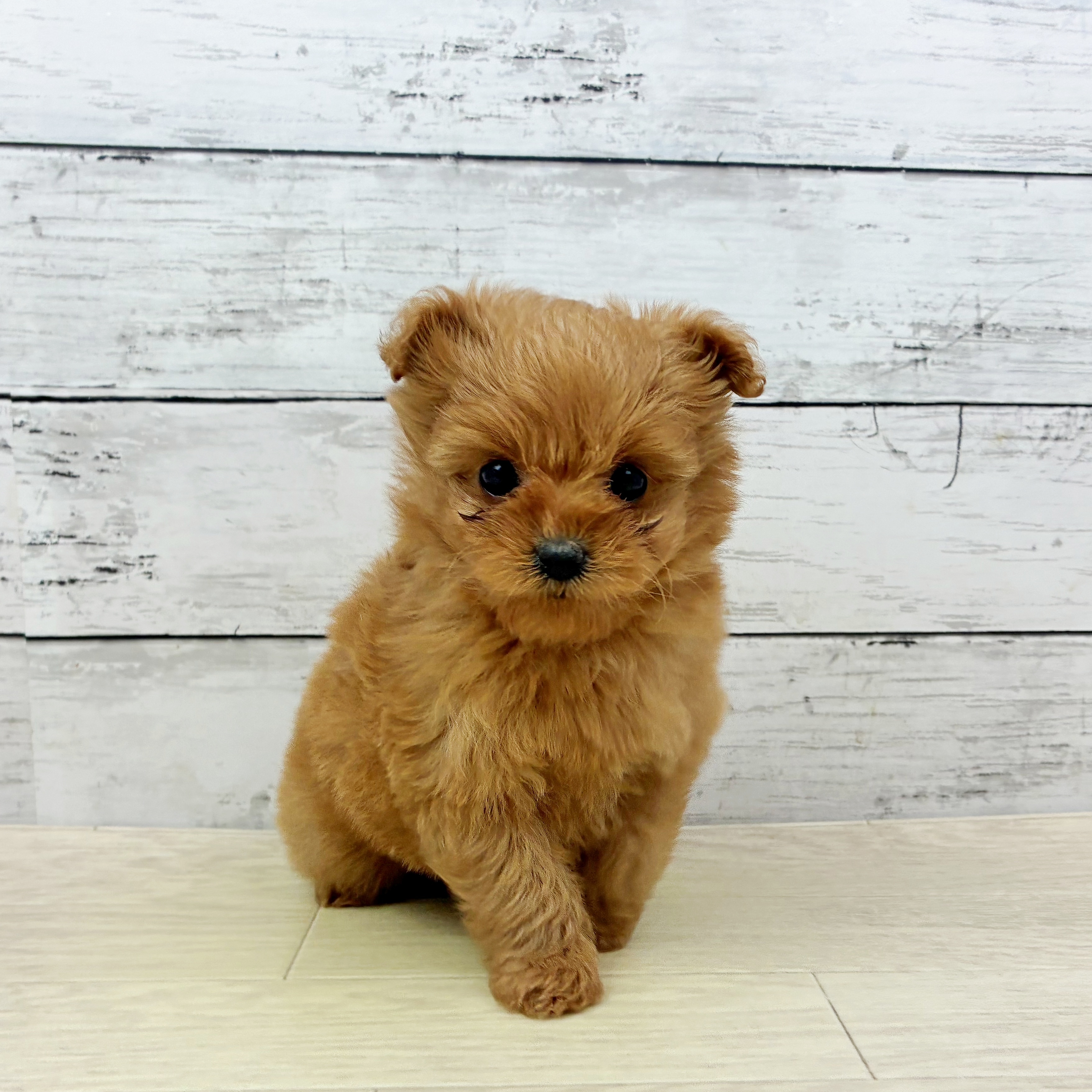 大阪府のポメプー(ポメラニアン×プードル) (犬の家＆猫の里吹田店/2025年11月12日生まれ/女の子/レッド)の子犬