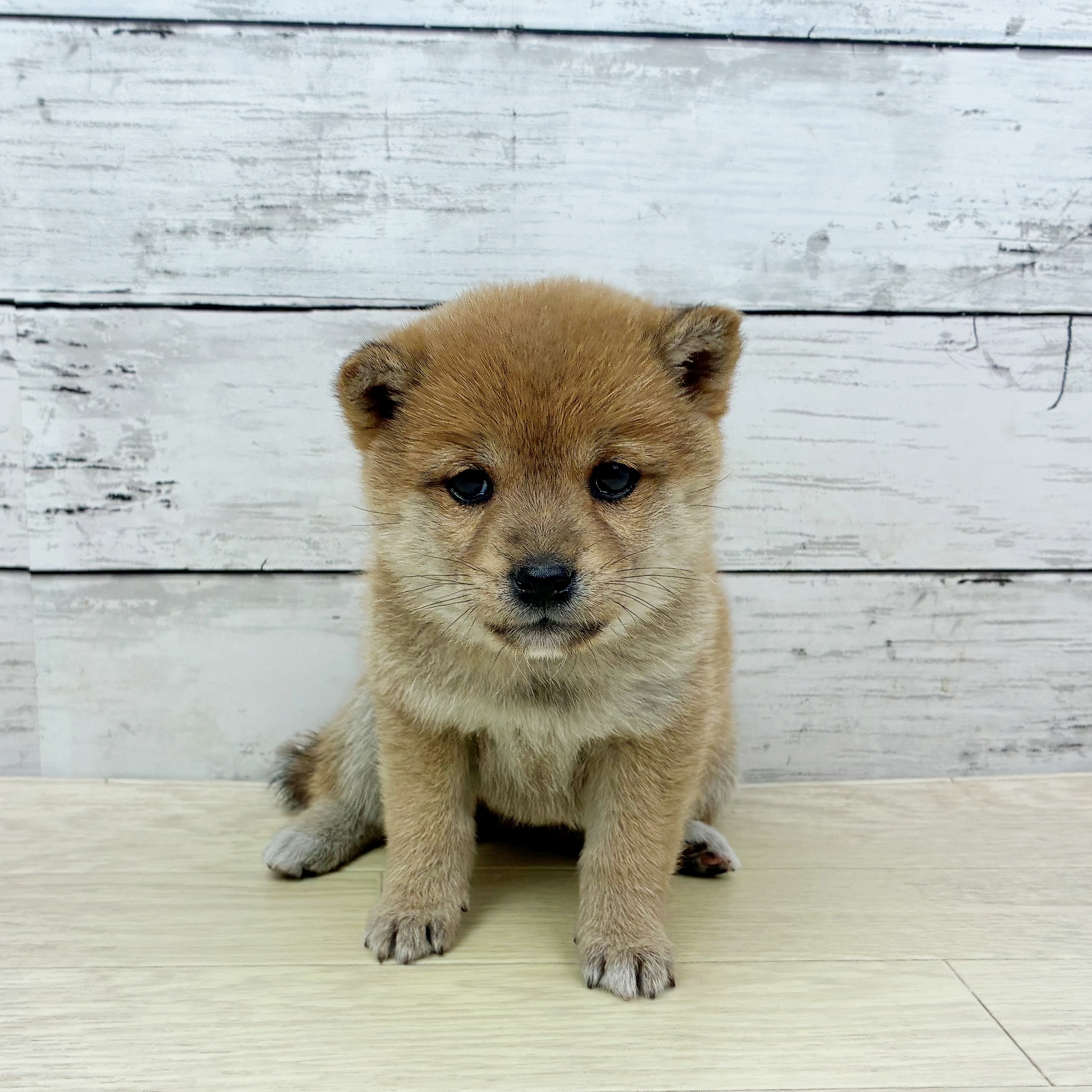 兵庫県の豆柴 (犬の家＆猫の里尼崎店/2025年11月12日生まれ/女の子/赤)の子犬の2枚目の画像