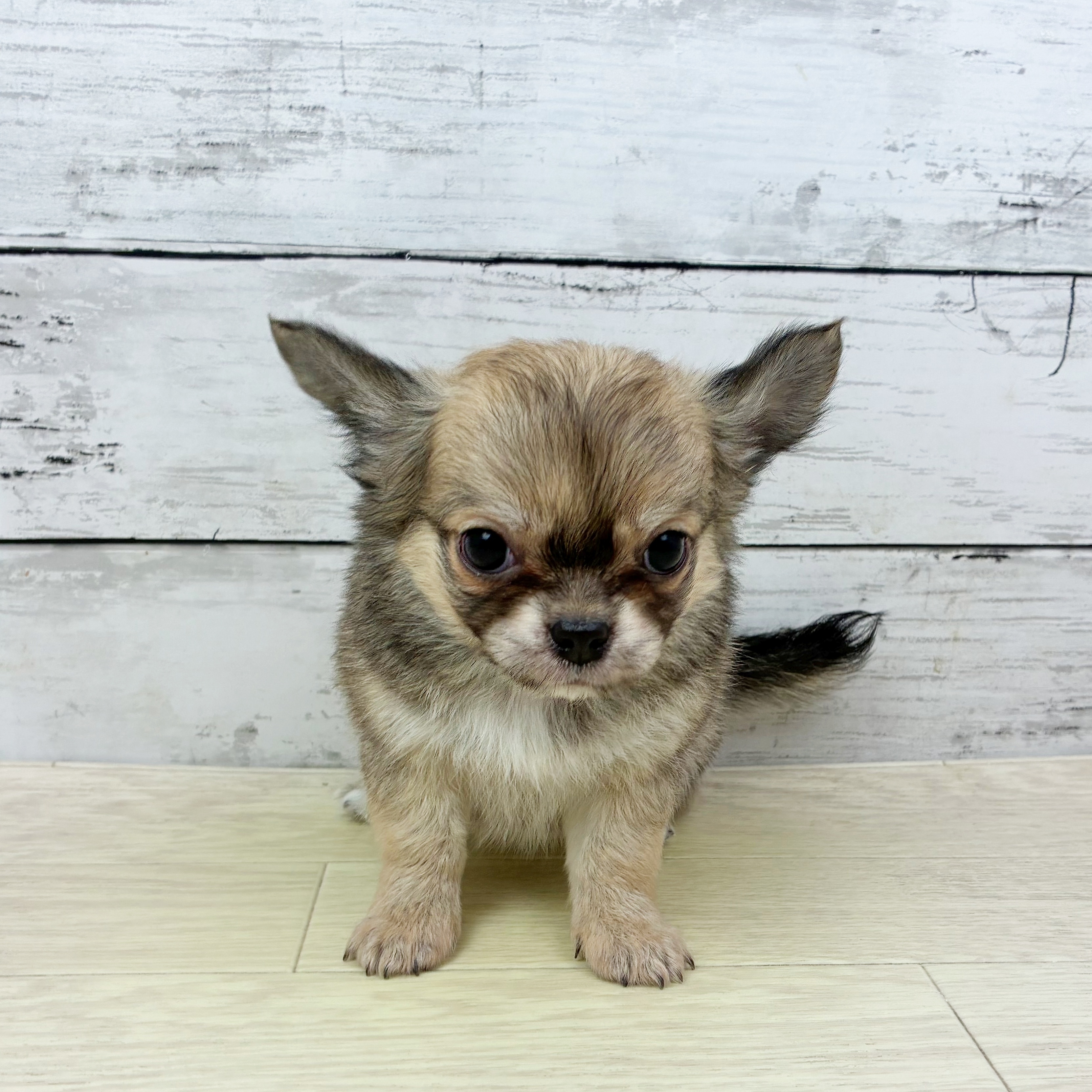 滋賀県のチワワ(ロング) (犬の家＆猫の里近江八幡店/2025年11月13日生まれ/女の子/フォーンホワイト)の子犬