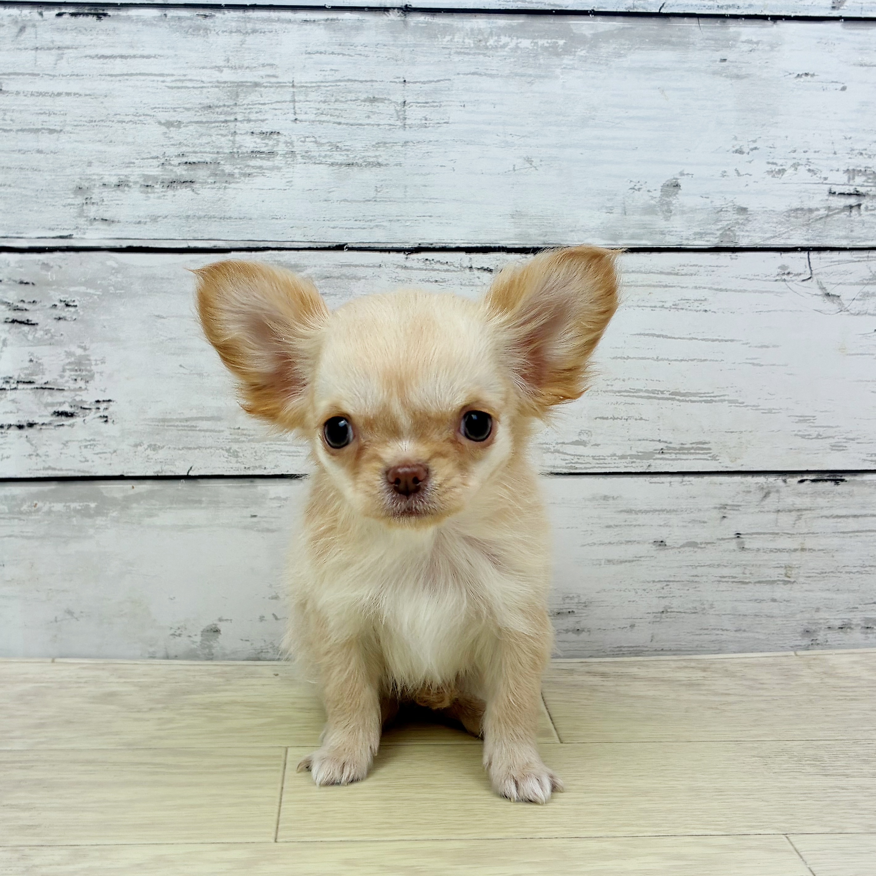 滋賀県のチワワ(ロング) (犬の家＆猫の里近江八幡店/2025年11月11日生まれ/女の子/クリーム)の子犬