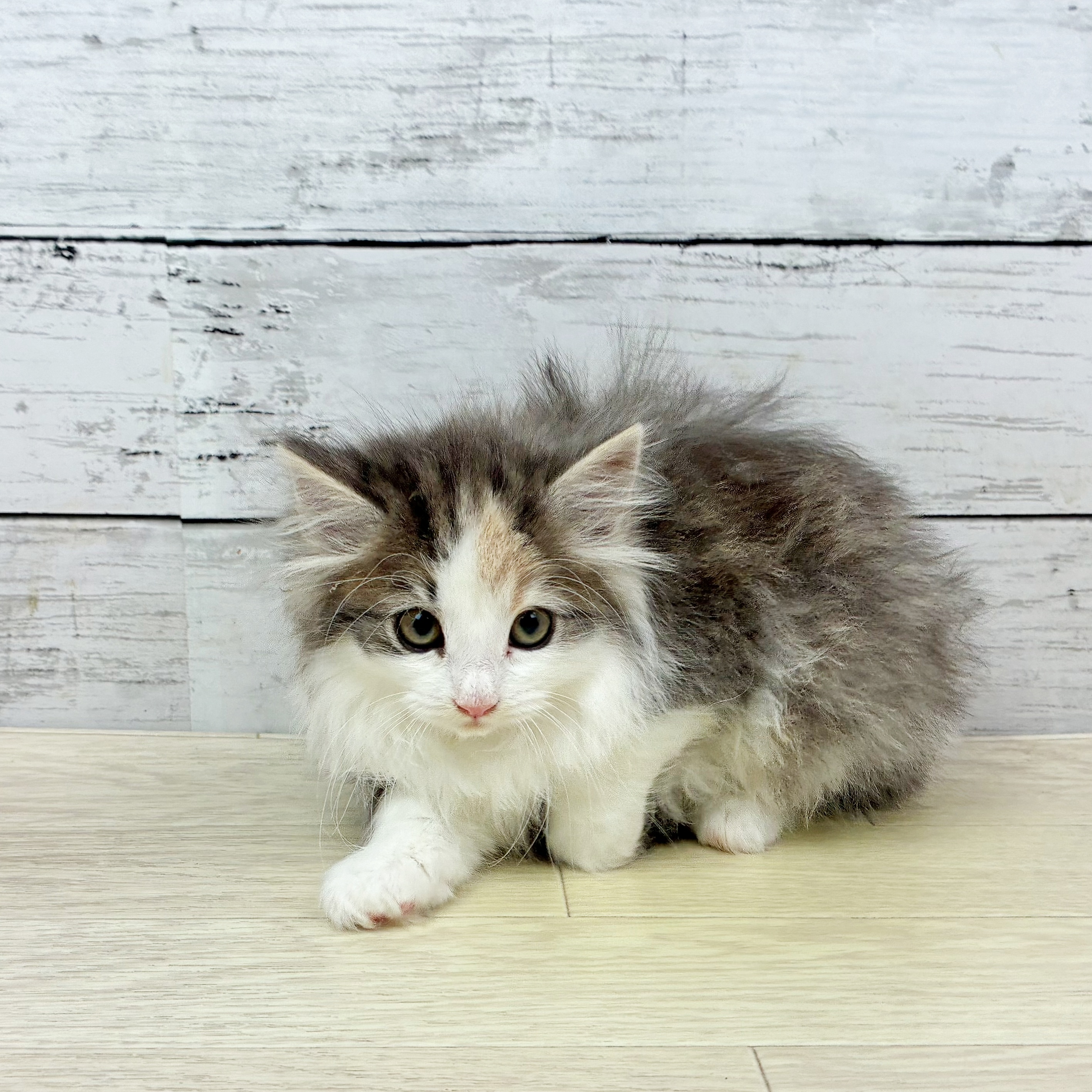 兵庫県のノルウェージャンフォレストキャット (犬の家＆猫の里ゆめタウン姫路店/2025年11月13日生まれ/女の子/ブルーパッチドタビーホワイト)の子猫