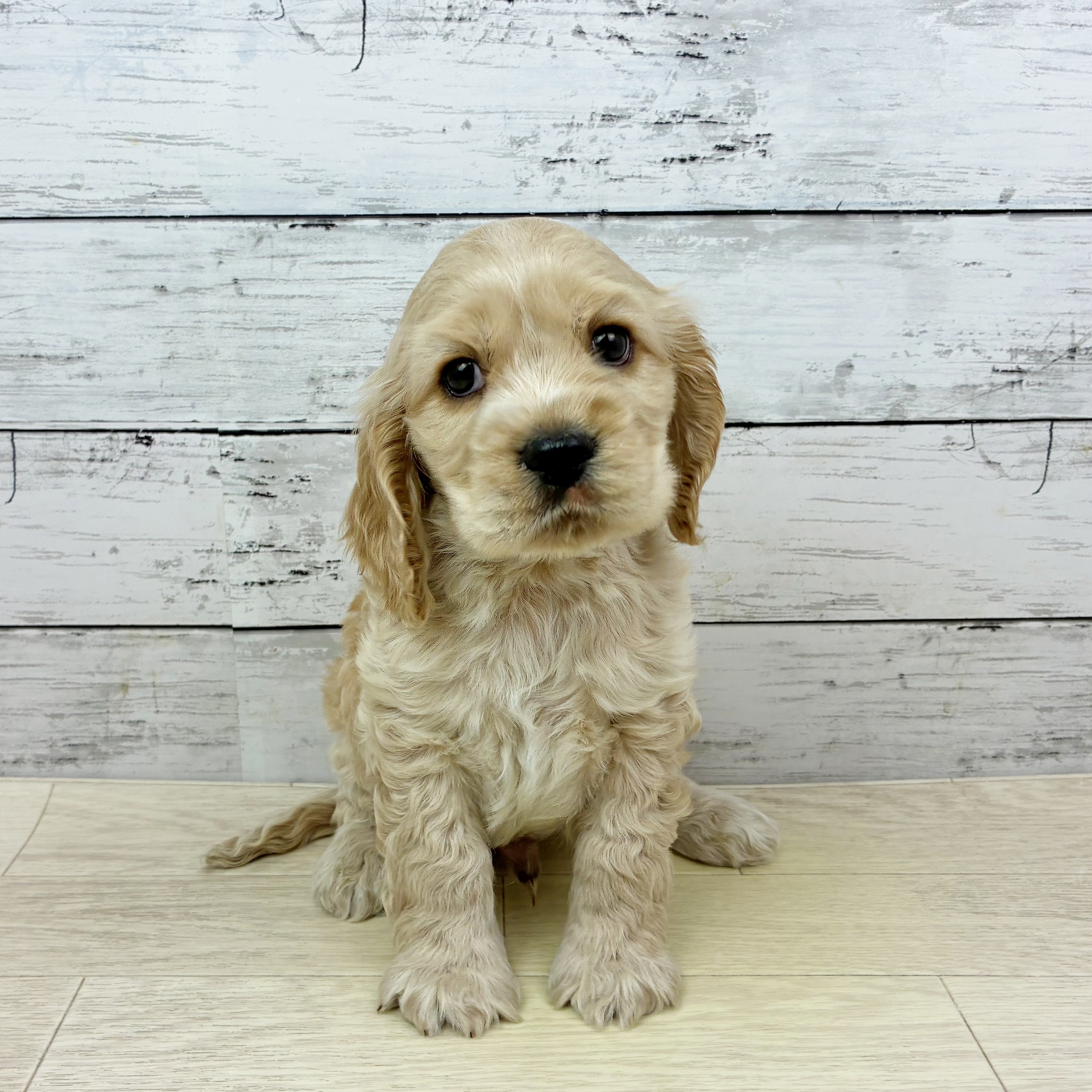 兵庫県のコッカプー(アメリカンコッカースパニエル×プードル) (犬の家＆猫の里川西店/2025年11月9日生まれ/男の子/クリームホワイト)の子犬