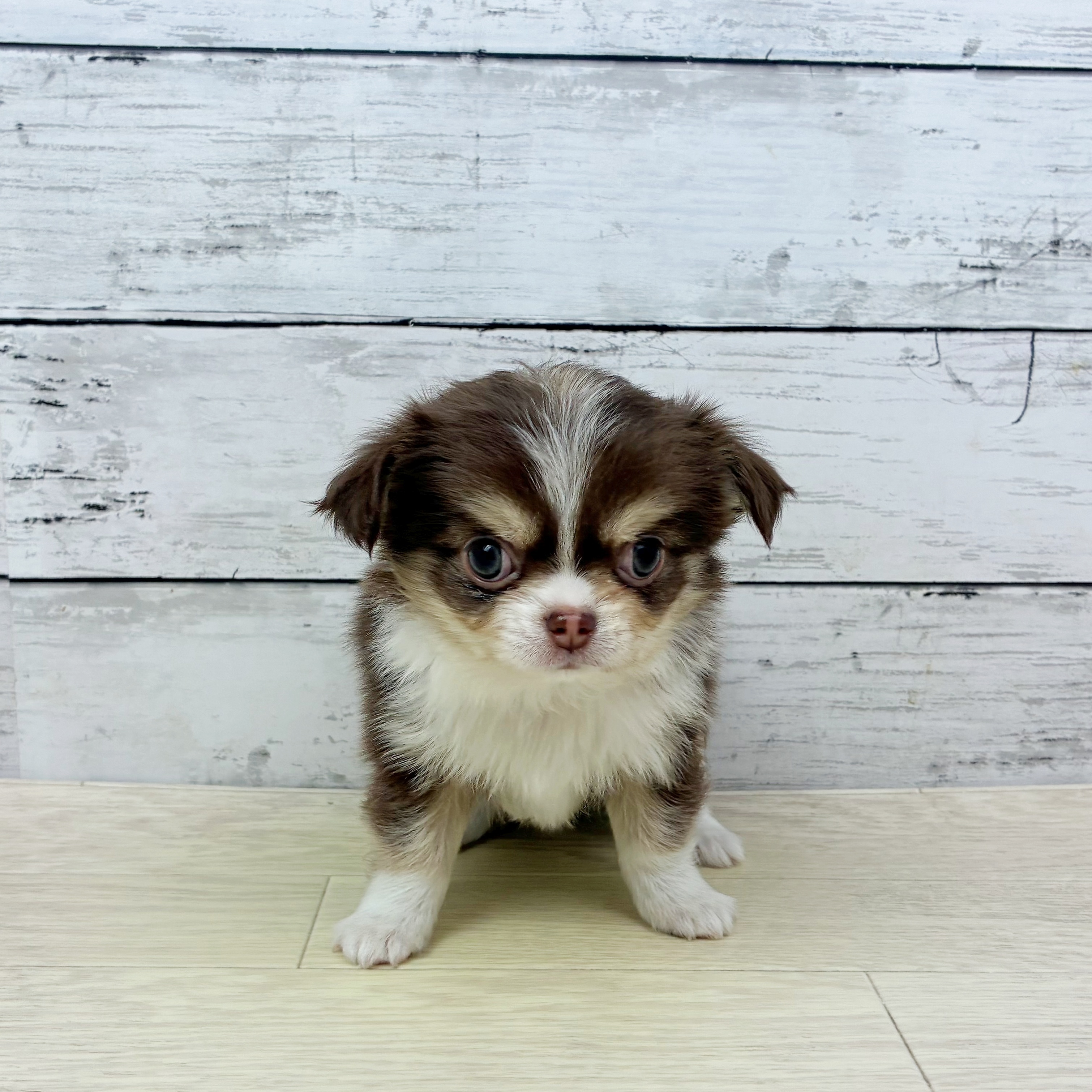滋賀県のチワワ(ロング) (犬の家＆猫の里近江八幡店/2025年11月12日生まれ/女の子/チョコレートクリームホワイト)の子犬