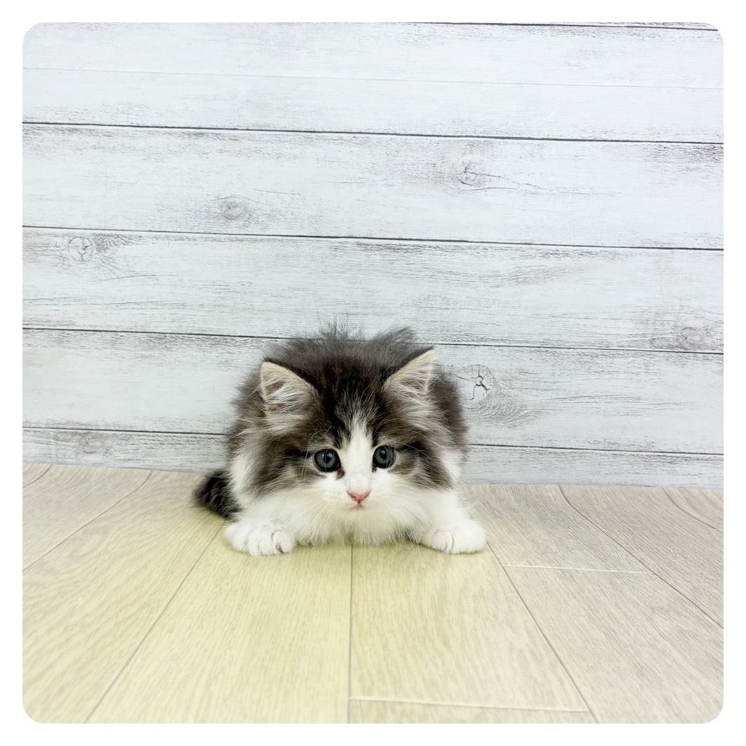 愛知県のノルウェージャンフォレストキャット (犬の家＆猫の里春日井本店/2025年11月8日生まれ/女の子/ブルータビーホワイト)の子猫