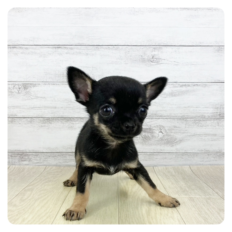 愛知県のチワワ(スムース) (犬の家＆猫の里春日井本店/2025年11月14日生まれ/女の子/ブラックタン)の子犬