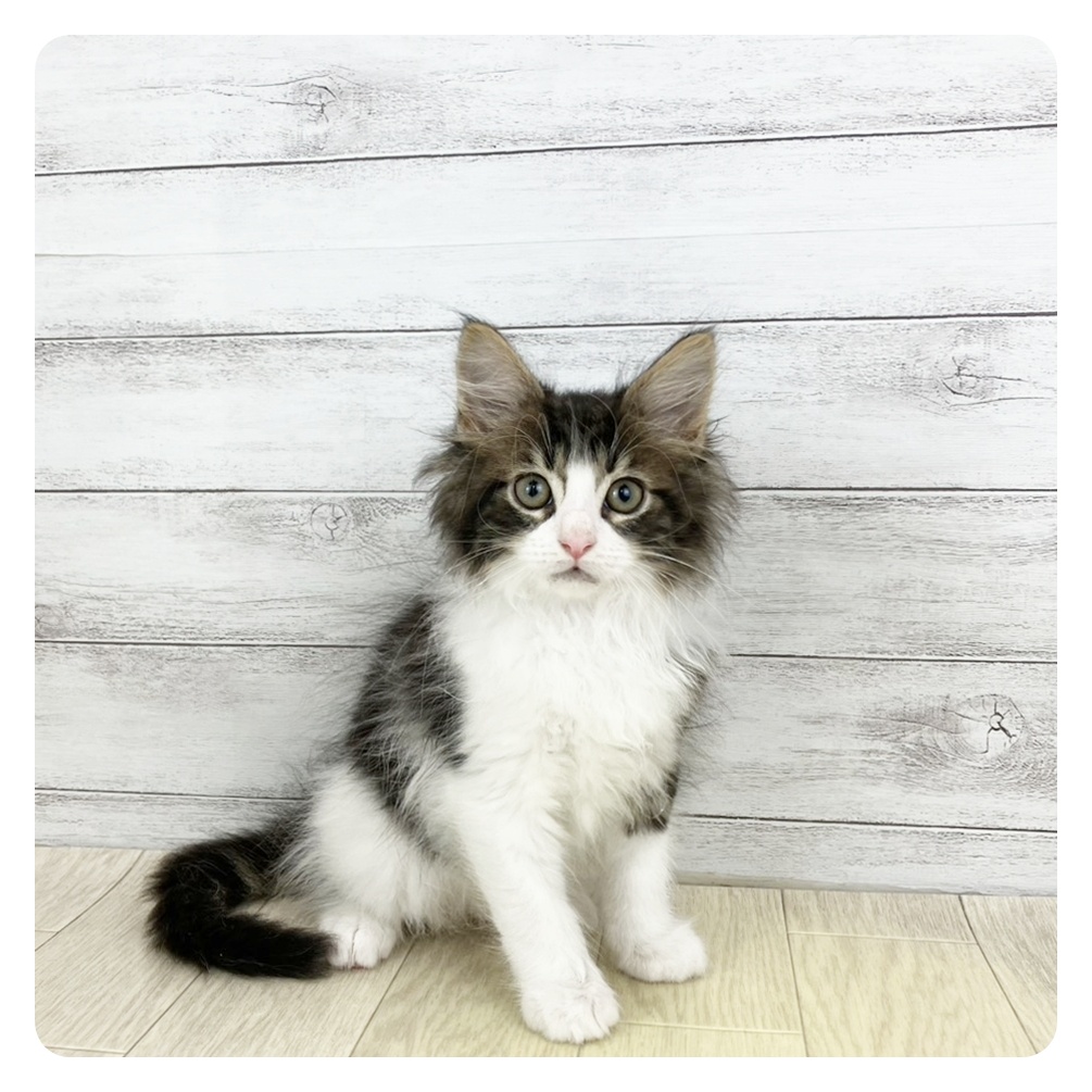 愛知県のメインクーン (犬の家＆猫の里春日井本店/2025年11月12日生まれ/男の子/ブラックタビーホワイト)の子猫