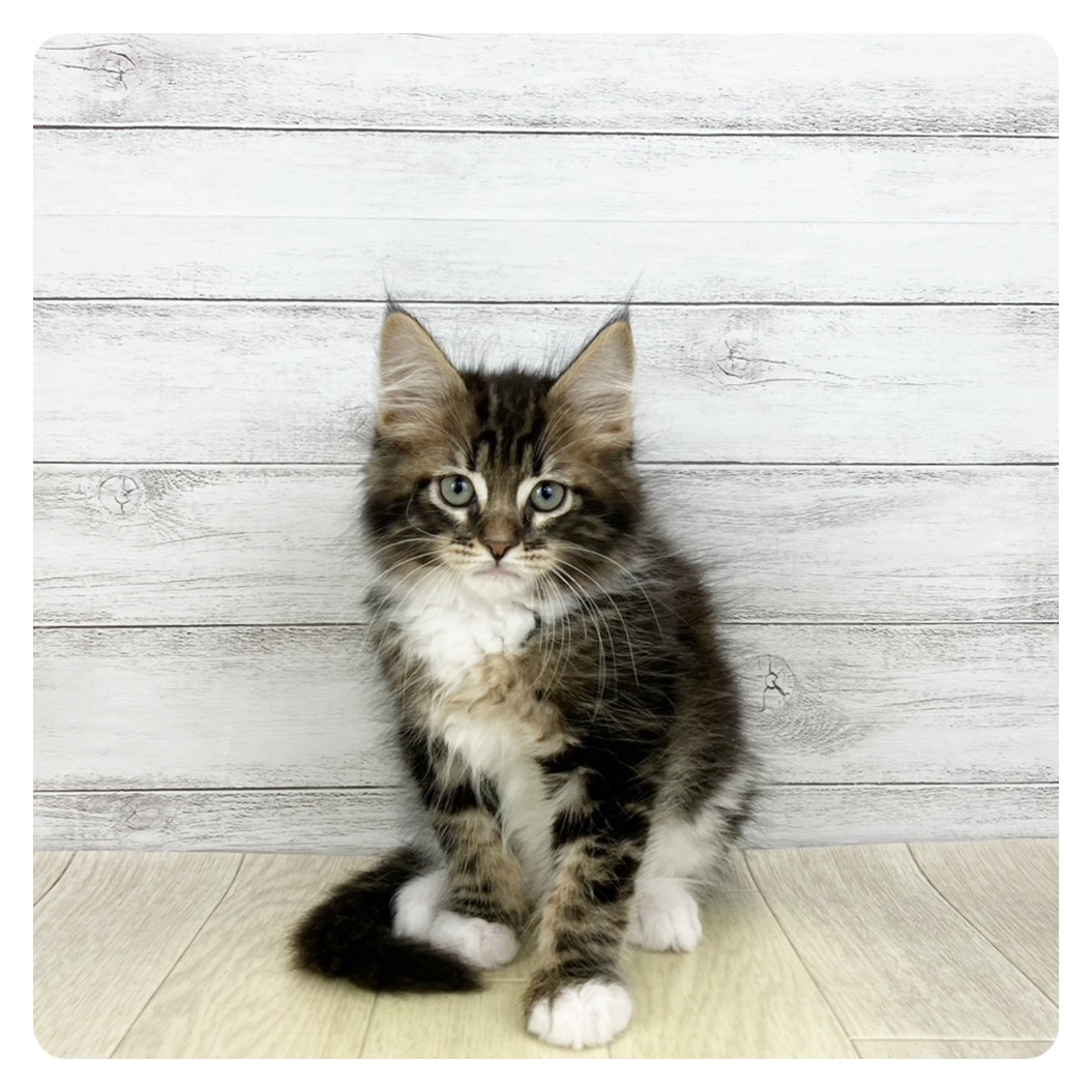 愛知県のメインクーン (犬の家＆猫の里春日井本店/2025年11月12日生まれ/男の子/ブラックタビーホワイト)の子猫