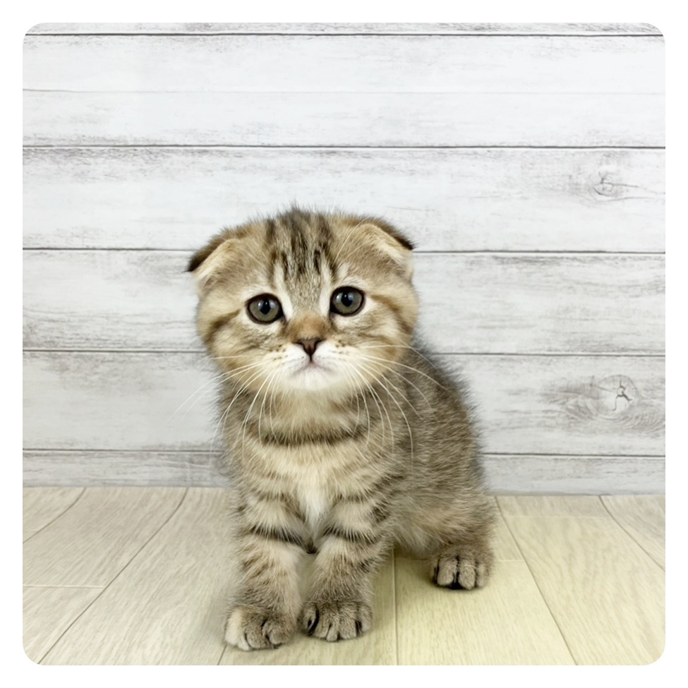 愛知県のスコティッシュフォールド (犬の家＆猫の里春日井本店/2025年11月13日生まれ/女の子/ブラウンパッチドタビーホワイト)の子猫