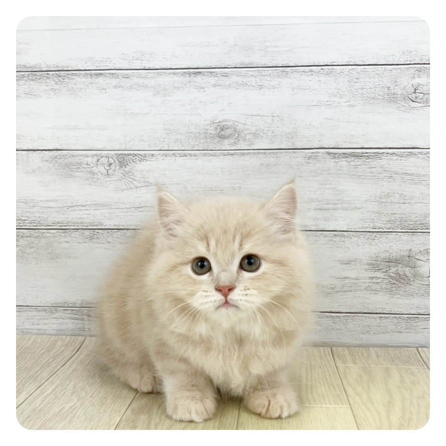 愛知県のスコティッシュフォールド (犬の家＆猫の里春日井本店/2025年11月13日生まれ/女の子/クリームタビーホワイト)の子猫